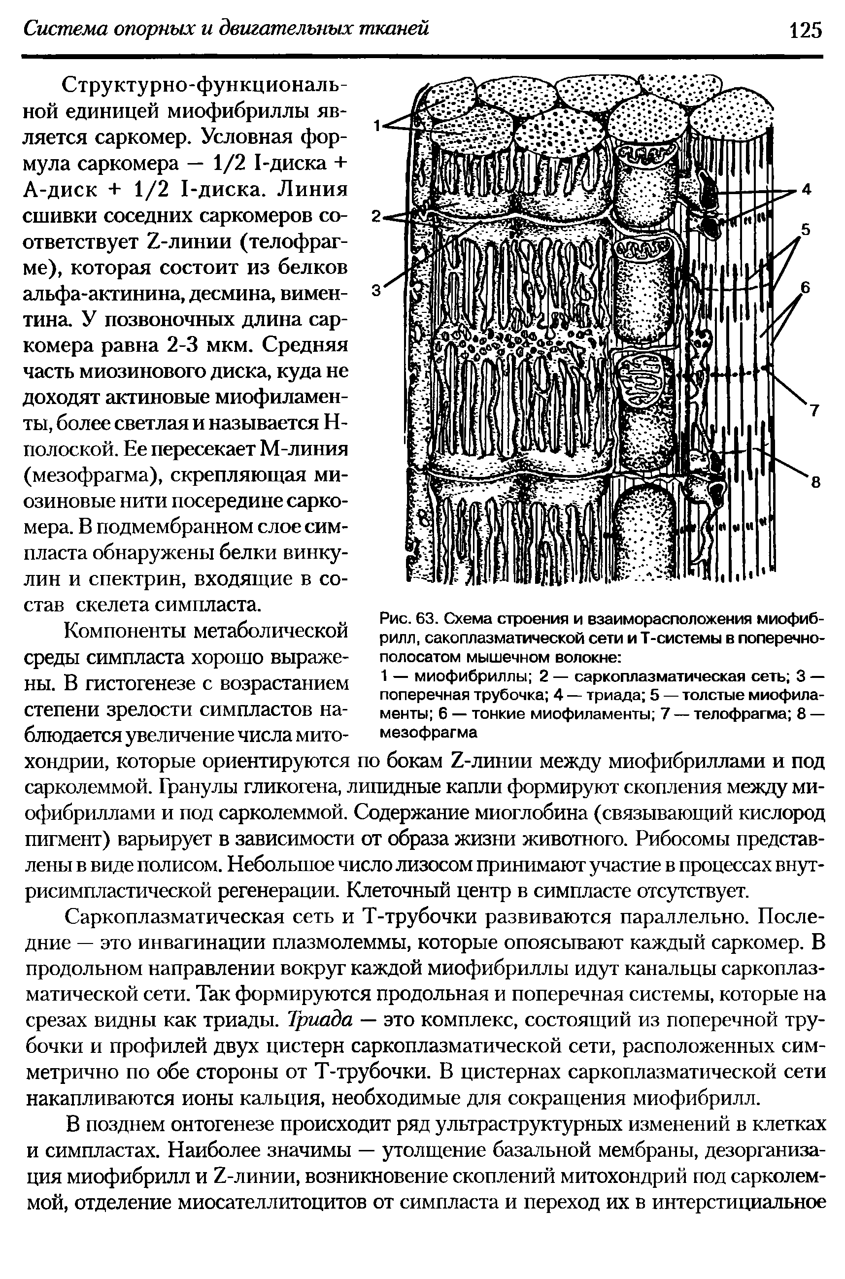 Рис. 63. Схема строения и взаиморасположения миофибрилл, сакоплазматической сети и Т-системы в поперечнополосатом мышечном волокне ...