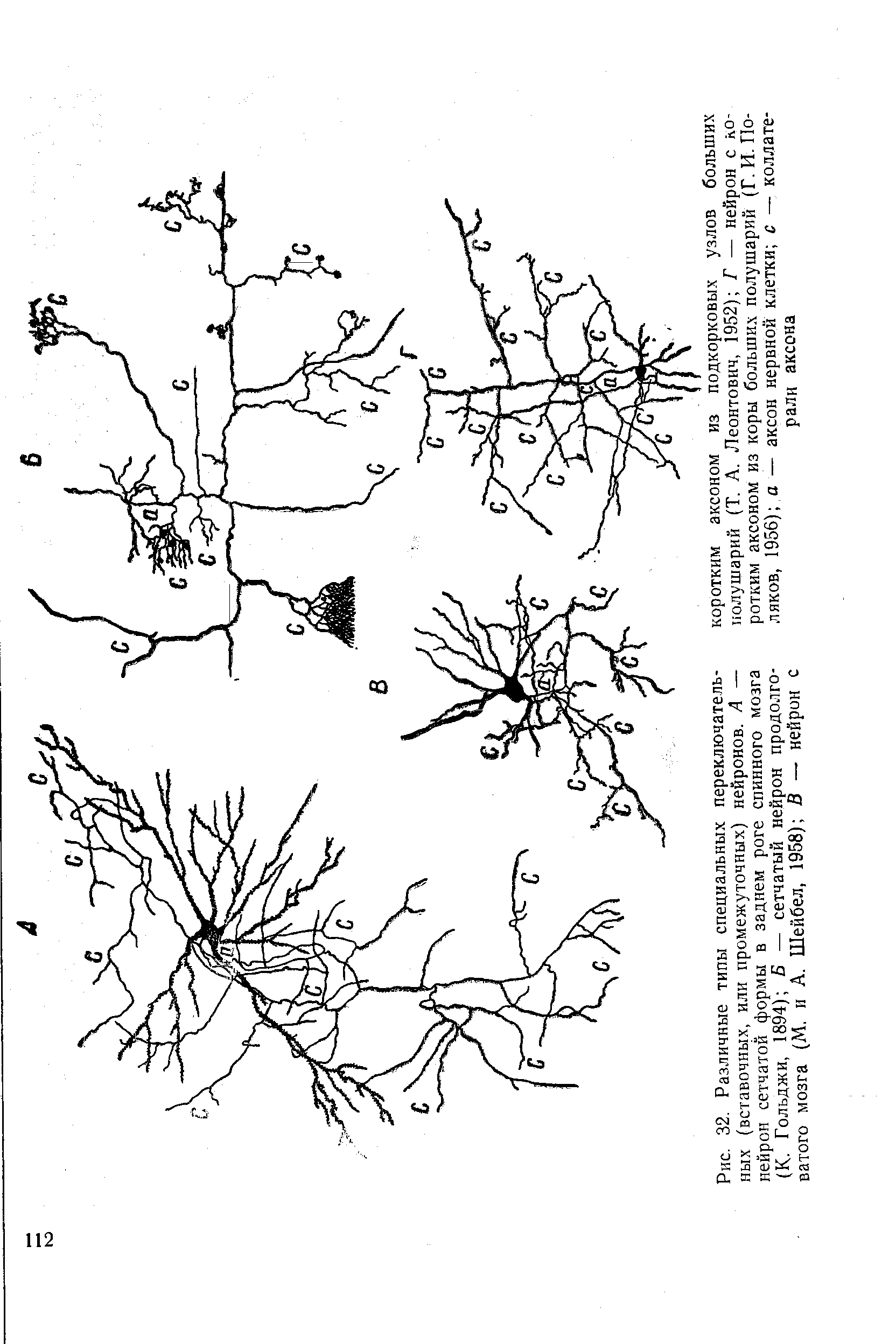 Рис. 32. Различные типы специальных ных (вставочных, или промежуточных) нейрон сетчатой формы в заднем роге (К. Гольджи, 1894) Б — сетчатый нейрон продолговатого мозга (М. и А. Шейбел, 1958) В — нейрон с...
