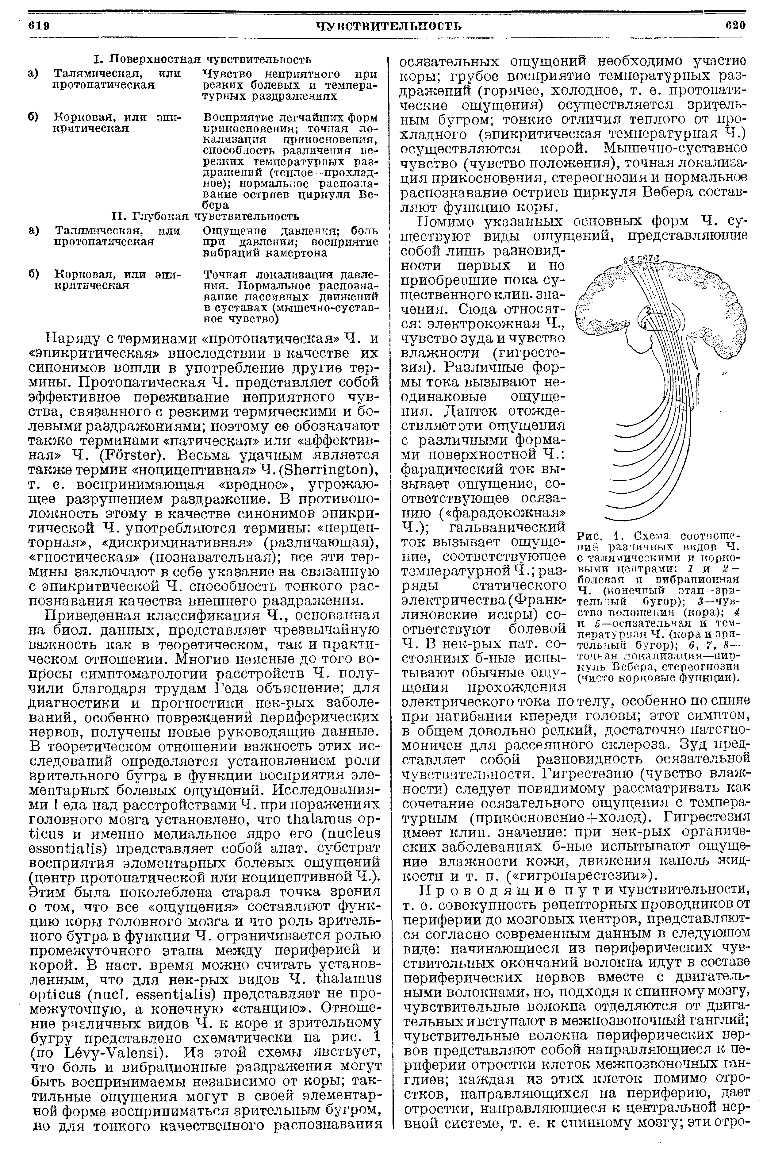 Рис. 1. Схема соотношений различных видов Ч. с талямическими и корковыми центрами 1 и 2— болевая и вибрационная Ч. (конечный этап—зрительный бугор) 3— чувство положения (кора) 4 и 5—осязательная и температурная Ч. (кора и зрительный бугор) в, 7, 8— точная локализация—циркуль Вебера, стереогнозия (чисто корковые функции).