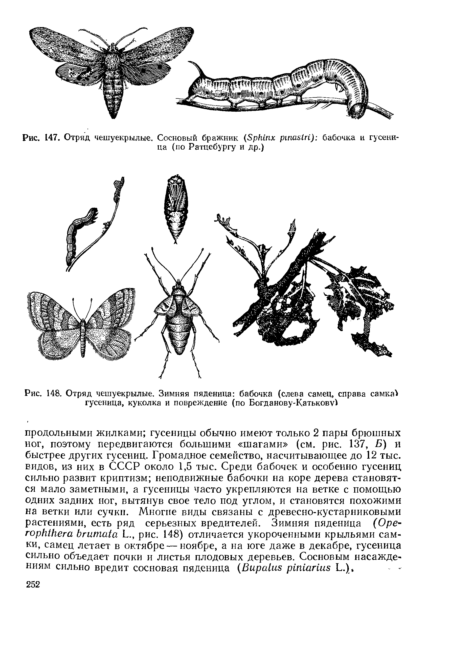 Рис. 148. Отряд чешуекрылые. Зимняя пяденица бабочка (слева самец, справа самкаЪ гусеница, куколка и повреждение (по Богданову-Катькову)...