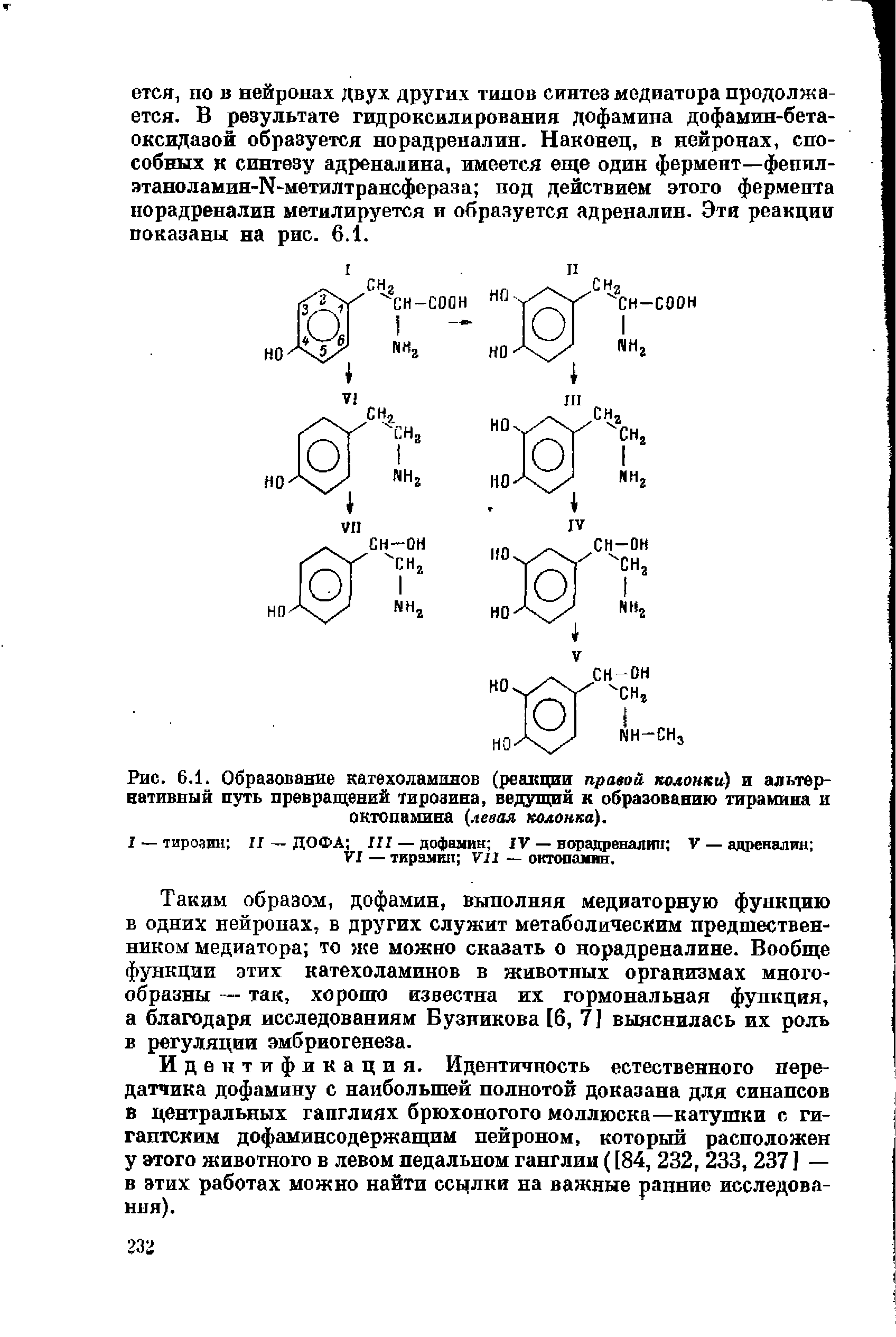 Рис. 6.1. Образование катехоламинов (реакции правой колонки и альтернативный путь превращений тирозина, ведущий к образованию тирамина и октопамина (левая колонка. ...