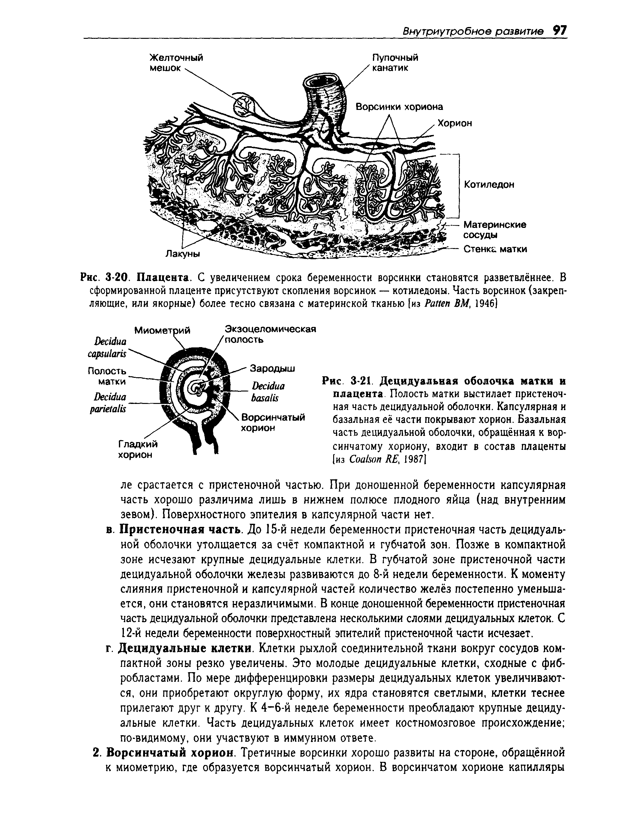 Рис. 3-21. Децидуальная оболочка матки и плацента Полость матки выстилает пристеночная часть децидуальной оболочки. Капсулярная и базальная её части покрывают хорион. Базальная часть децидуальной оболочки, обращённая к ворсинчатому хориону, входит в состав плаценты [из Соакоп РЕ, 19871...