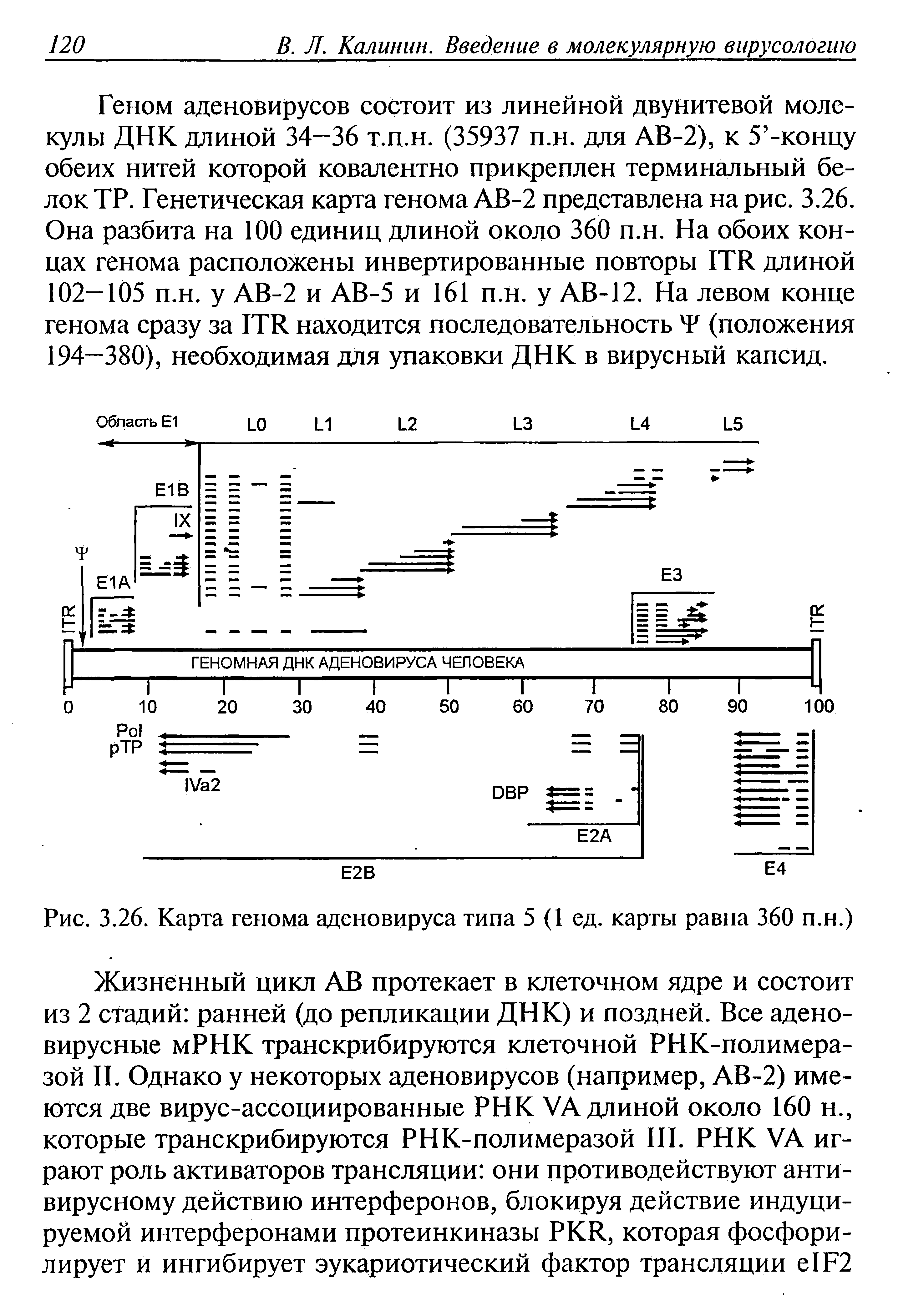 Рис. 3.26. Карта генома аденовируса типа 5(1 ед. карты равна 360 п.н.)...