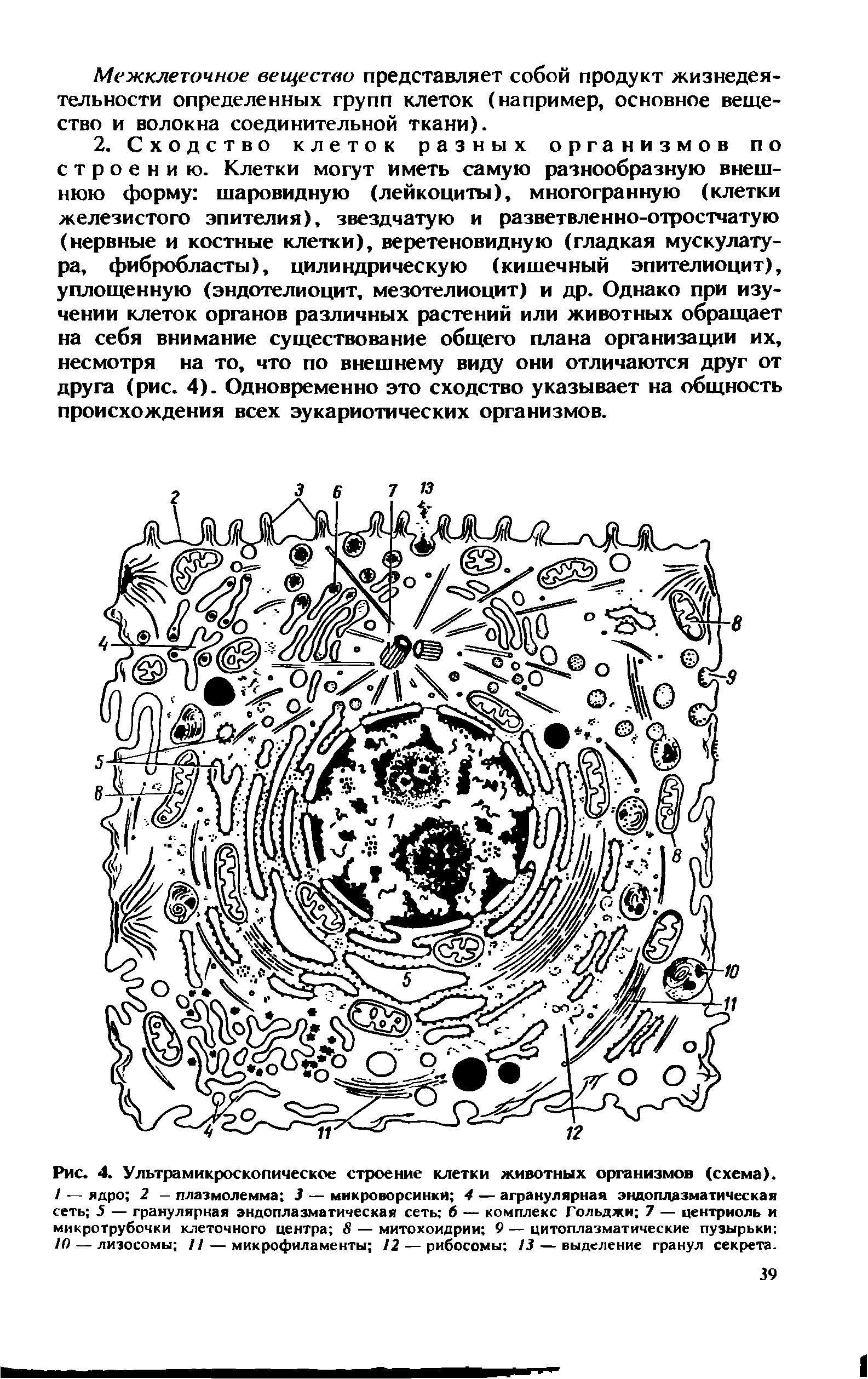 Рис. 4. Ультрамикроскопическое строение клетки животных организмов (схема). / — ядро 2 — плаэмолемма 3 — микроворсинки 4 — агранулярная эндоплазматическая сеть 5 — гранулярная эндоплазматическая сеть б — комплекс Гольджи 7 — центриоль и микротрубочки клеточного центра 8 — митохондрии 9 — цитоплазматические пузырьки 10— лизосомы //— микрофиламенты /2 — рибосомы 13— выделение гранул секрета.