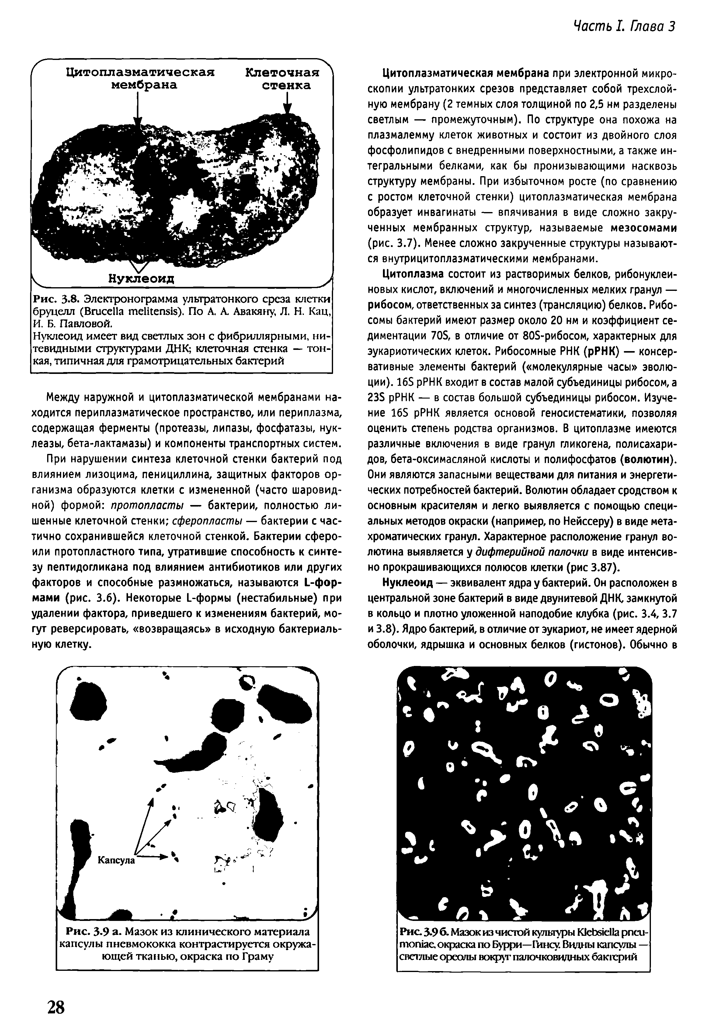 Рис. 3.8. Электронограмма ультратонкого среза клетки бруцелл (ВгисеИа теШег ). По А. А. Авакяну, Л. Н. Кац, И. Б. Павловой.