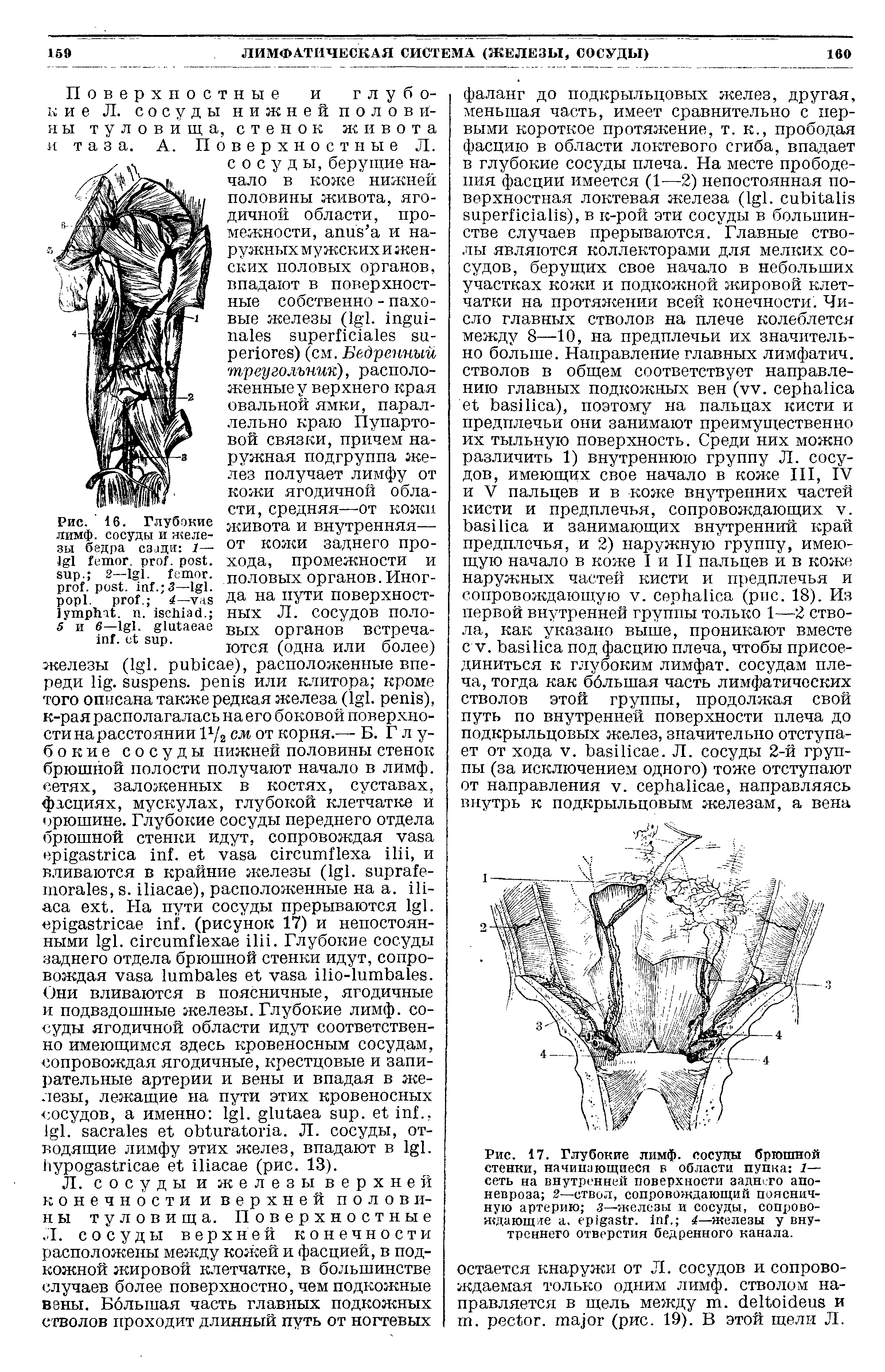 Рис. 17. Глубокие лимф, сосуды брюшной стенки, начинающиеся в области пупка 1— сеть на внутренней поверхности заднего апоневроза 2—ствол, сопровождающий поясничную артерию з— железы и сосуды, сопровождающие . . . 4—железы у внутреннего отверстия бедренного канала.