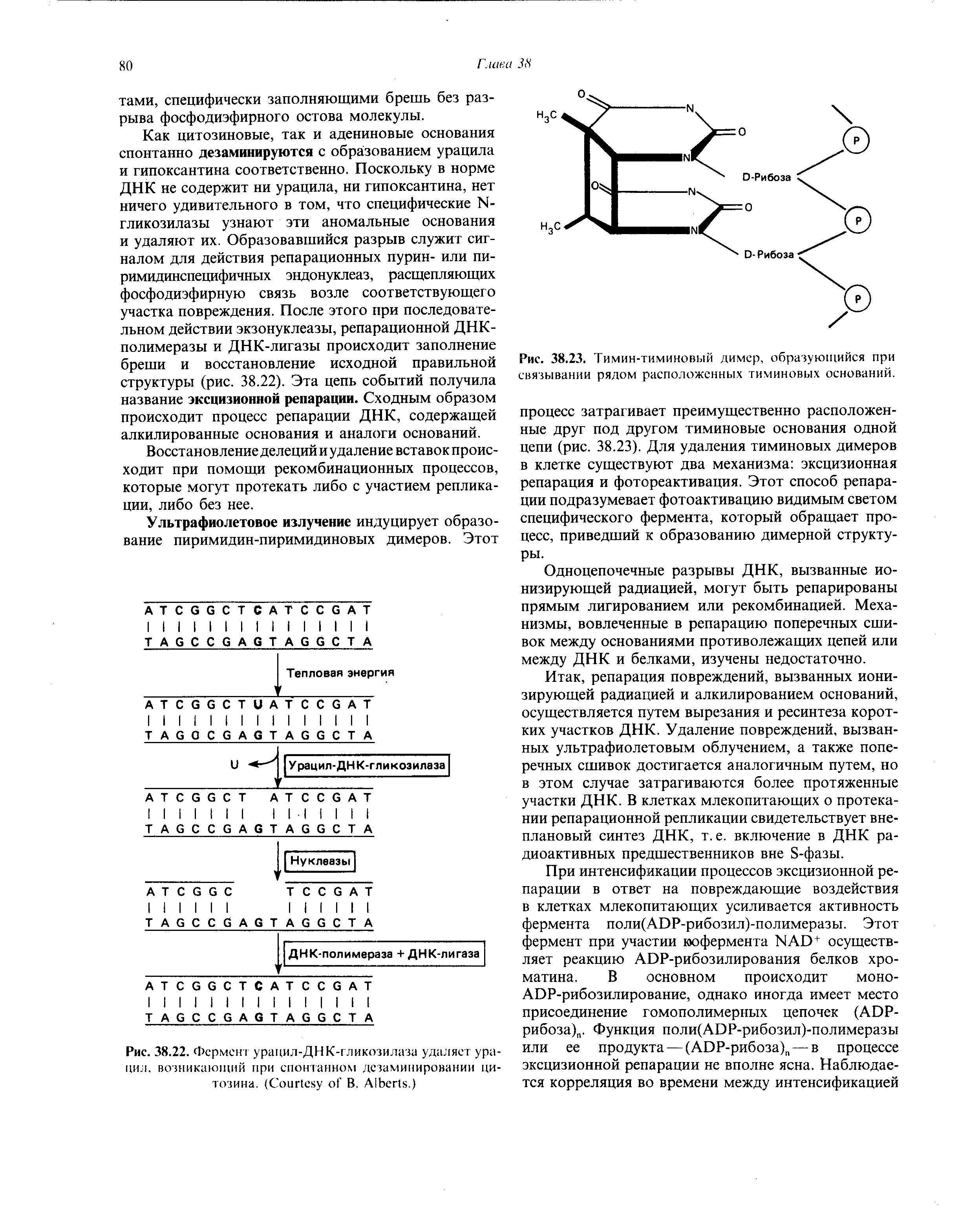 Рис. 38.22. Фермент урацил-ДНК-гликозилаза удаляет урацил. возникающий при спонтанном дезаминировании цитозина. (C В. A .)...