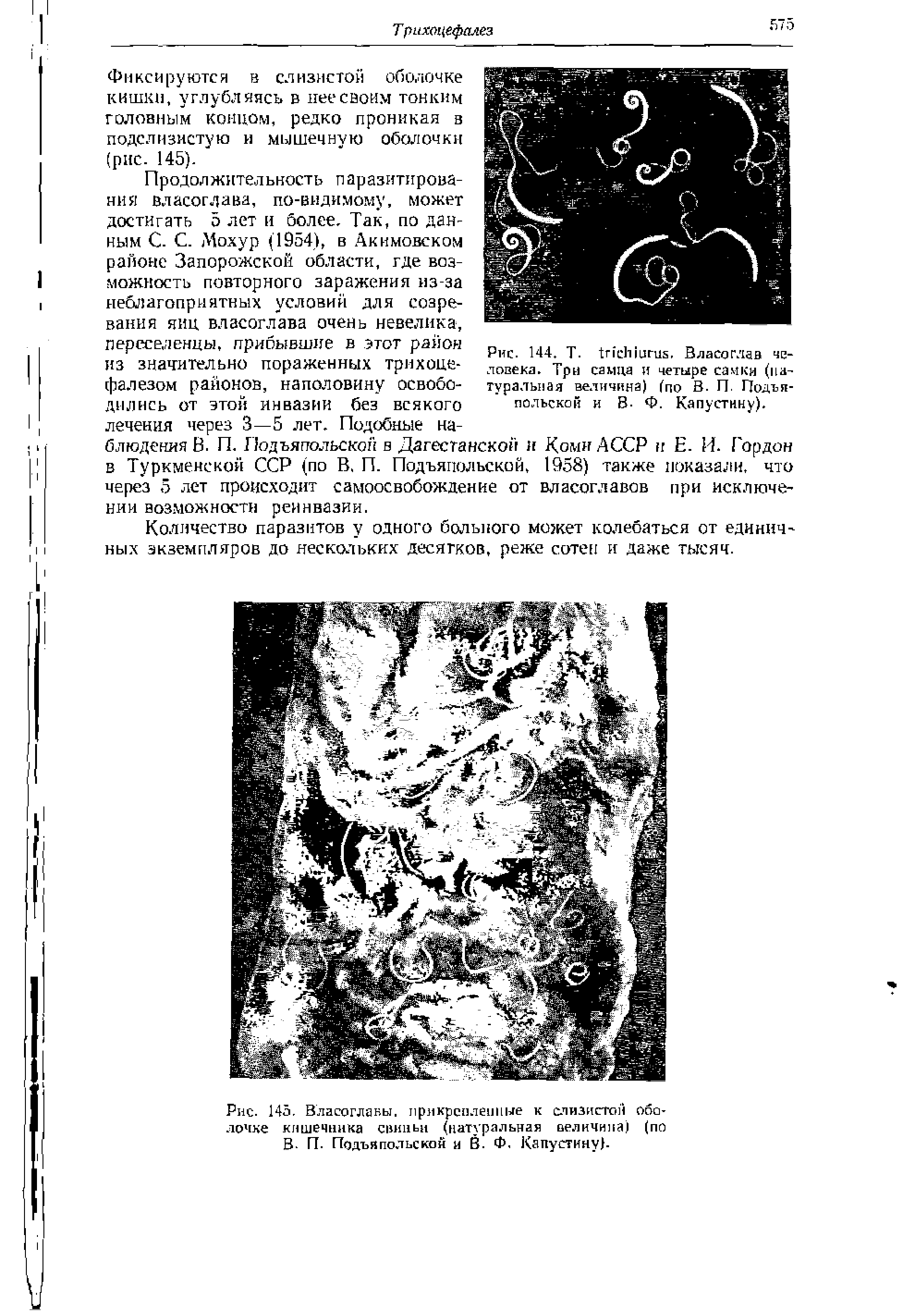 Рис. 144. Т. . Власоглав человека. Три самца и четыре самки (натуральная величина) (по В. П. Подъя-польской и В- Ф. Капустину).