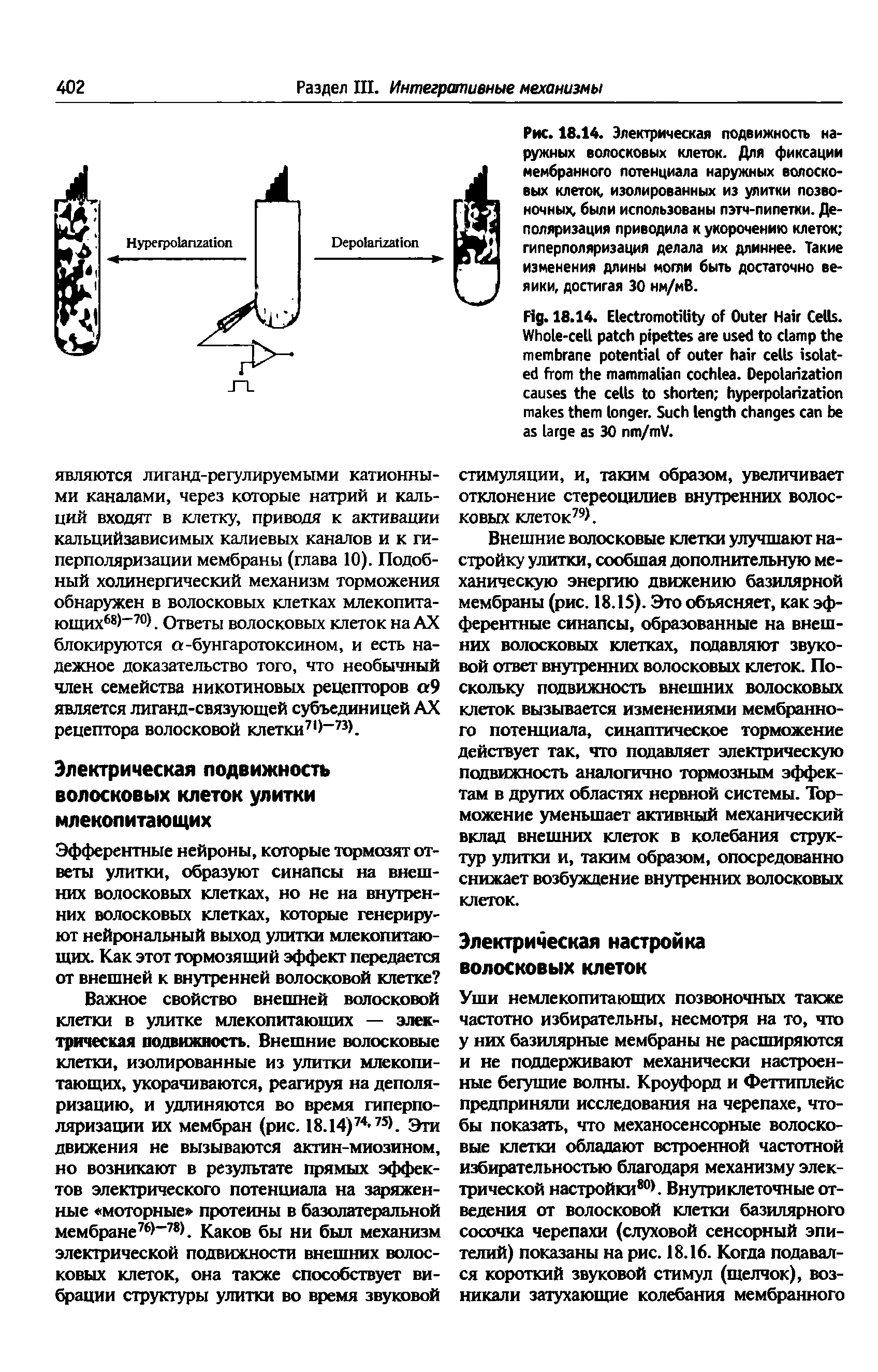 Рис. 18.14. Электрическая подвижность наружных волосковых клеток. Для фиксации I мембранного потенциала наружных волоско-...