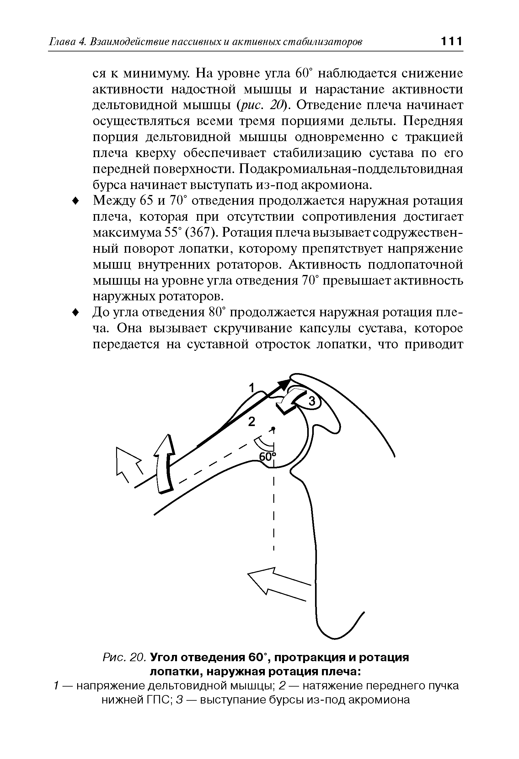 Рис. 20. Угол отведения 60°, протракция и ротация лопатки, наружная ротация плеча ...