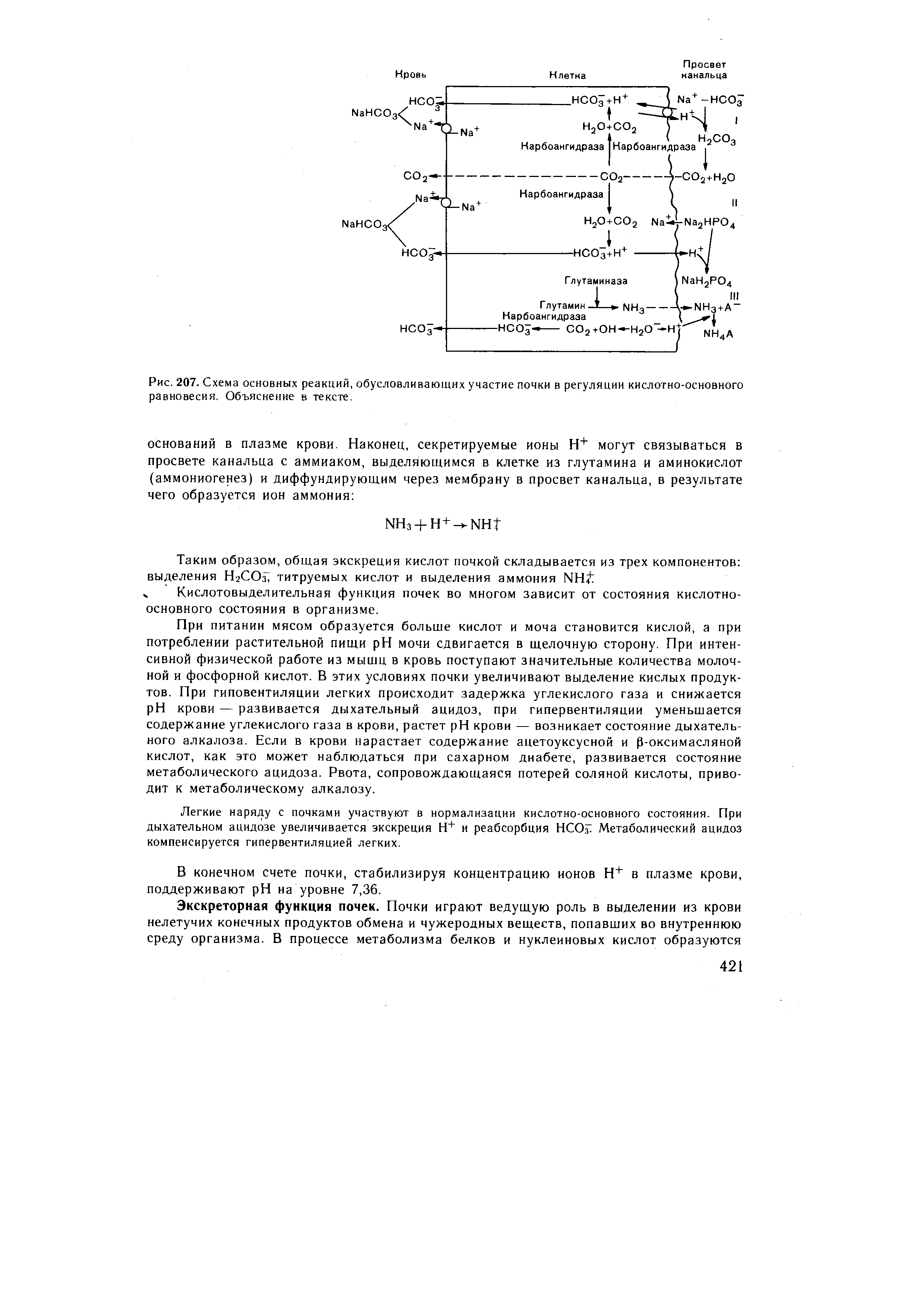 Рис. 207. Схема основных реакций, обусловливающих участие почки в регуляции кислотно-основного равновесия. Объяснение в тексте.