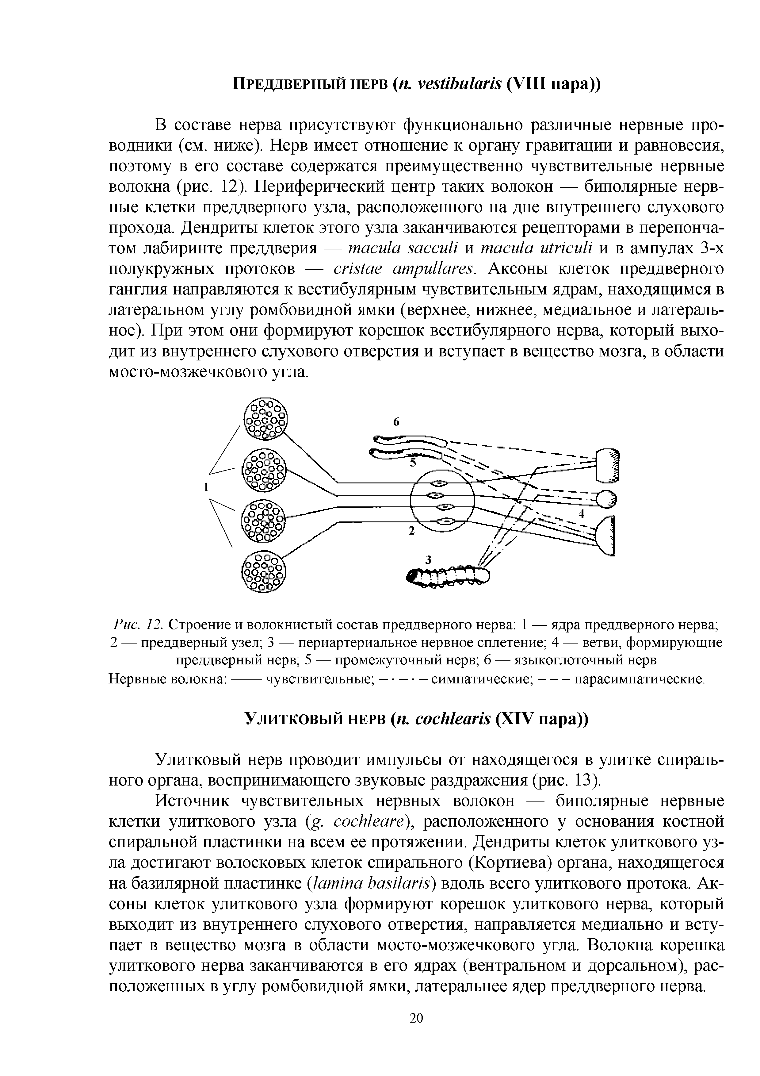 Рис. 12. Строение и волокнистый состав преддверного нерва 1 — ядра преддверного нерва 2 — преддверный узел 3 — периартериальное нервное сплетение 4 — ветви, формирующие преддверный нерв 5 — промежуточный нерв 6 — языкоглоточный нерв Нервные волокна ---чувствительные — — — симпатические -парасимпатические.