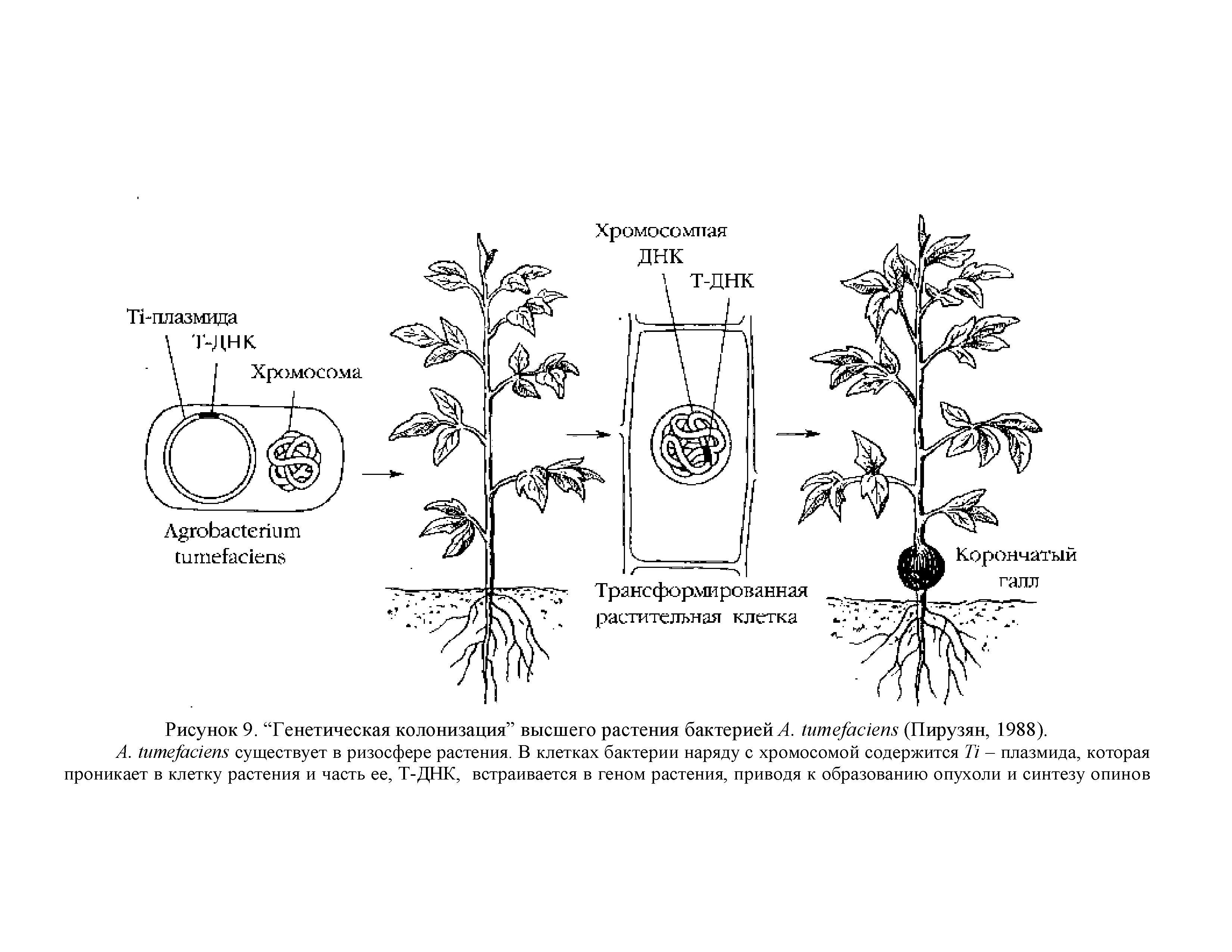 Рисунок 9. Генетическая колонизация высшего растения бактерией Л. 1ите]ас1еп8 (Пирузян, 1988).