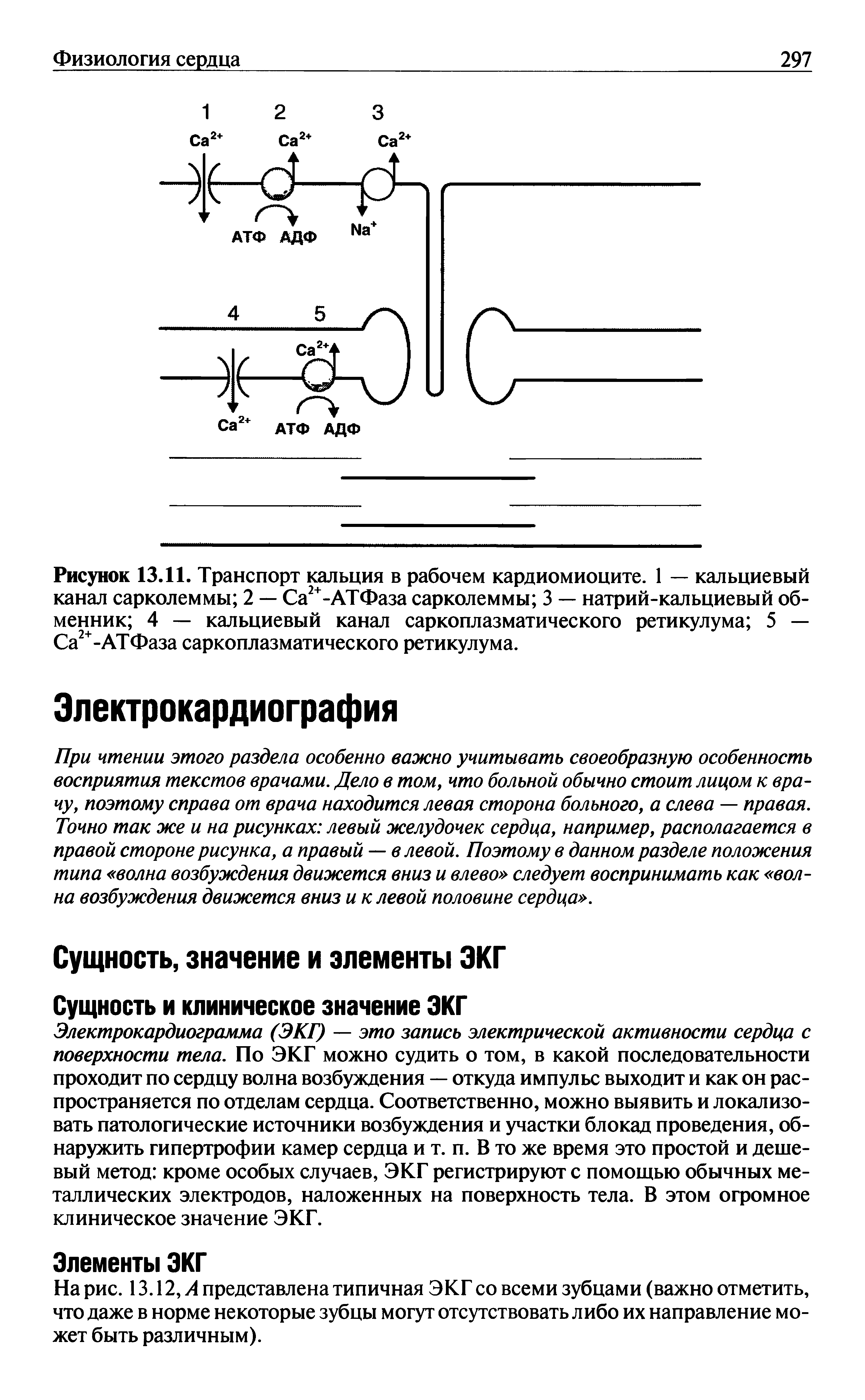 Рисунок 13.11. Транспорт кальция в рабочем кардиомиоците. 1 — кальциевый канал сарколеммы 2 — Са2+-АТФаза сарколеммы 3 — натрий-кальциевый обменник 4 — кальциевый канал саркоплазматического ретикулума 5 — Са2+-АТФаза саркоплазматического ретикулума.