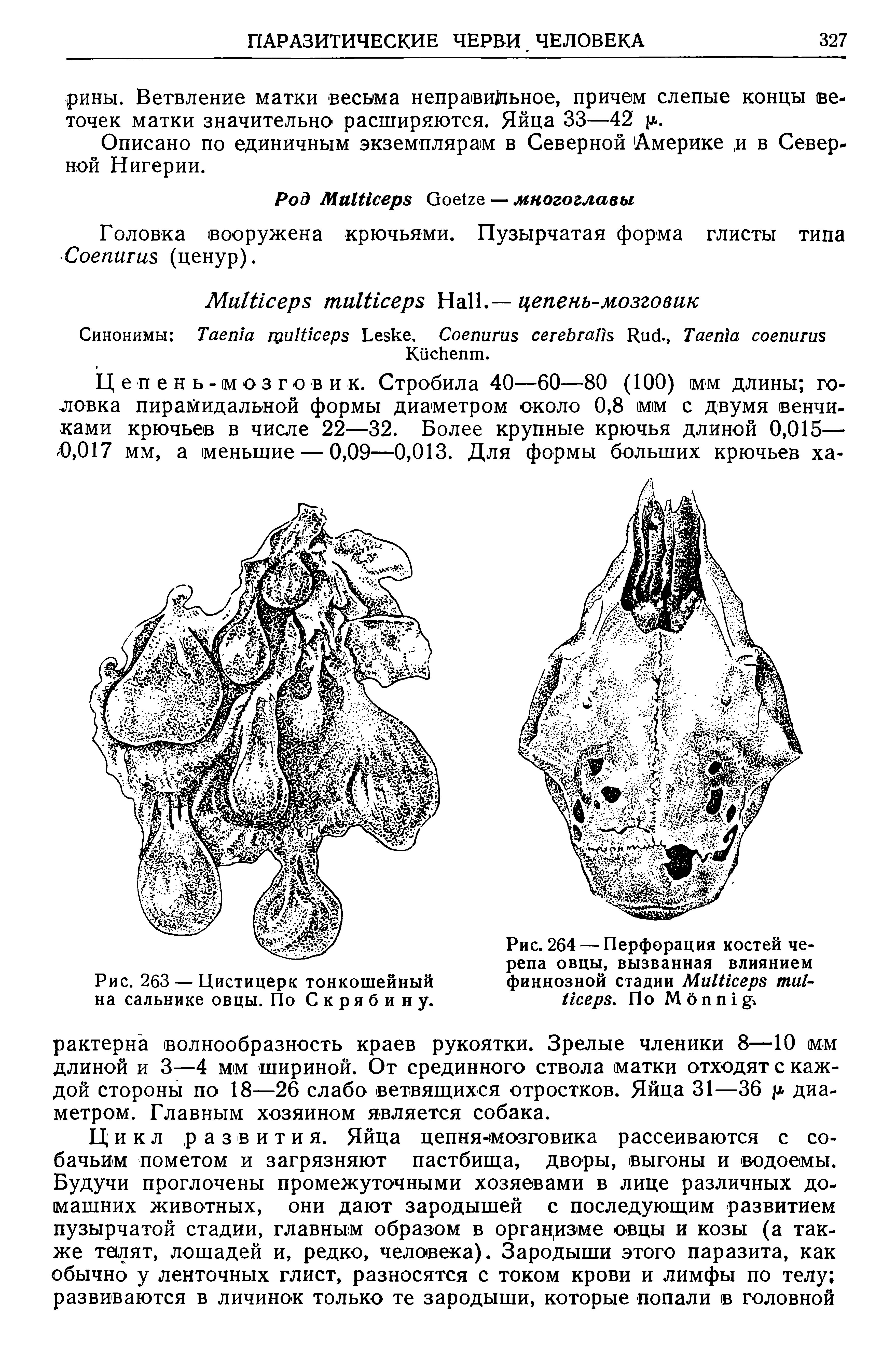 Рис. 264 — Перфорация костей черепа овцы, вызванная влиянием финнозной стадии M , По M ...