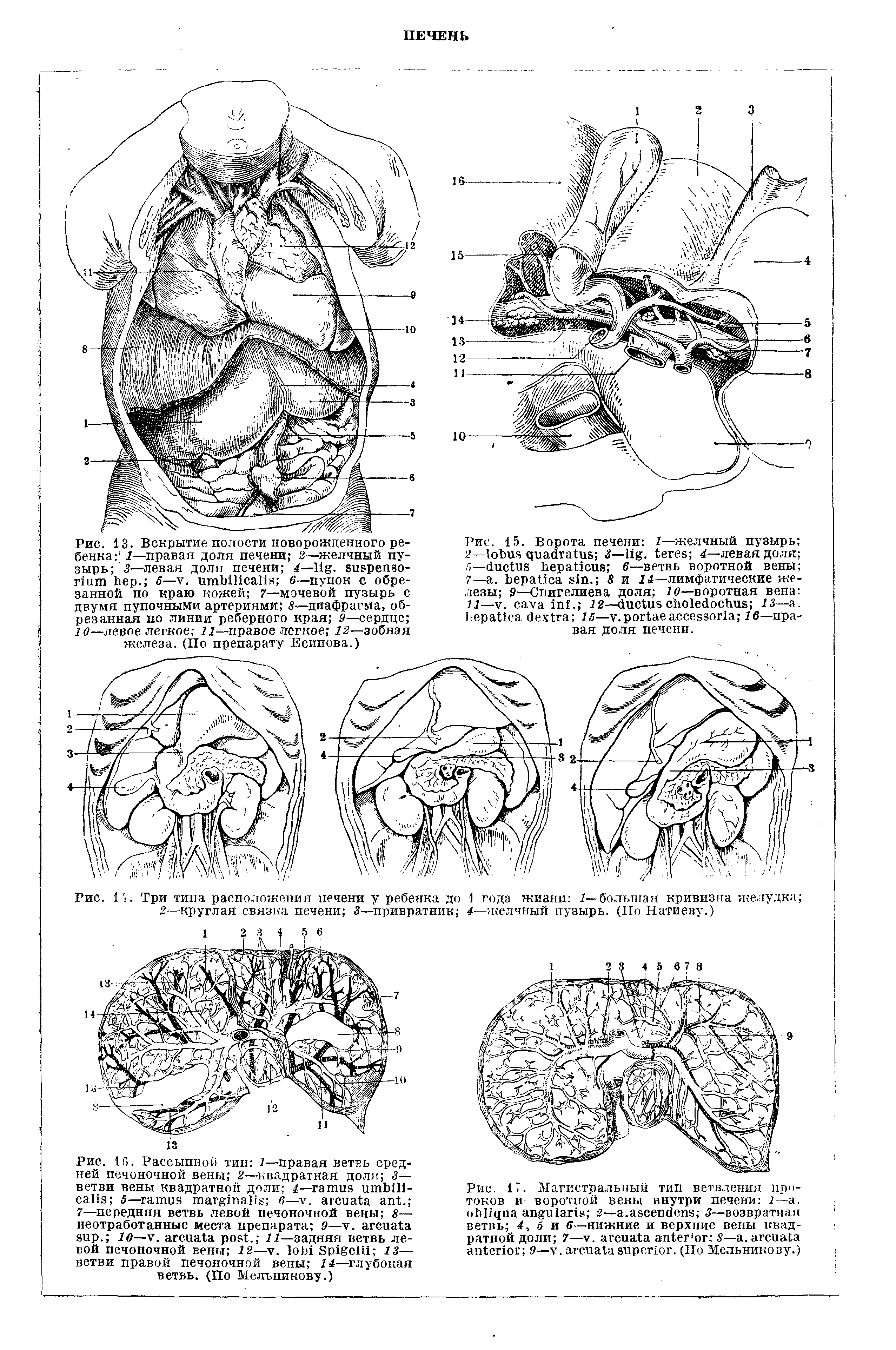 Рис. 15. Ворота печени 1—желчный пузырь 2— 3— . 4—левая доля л— 6—ветвь воротной вены 7— . . 8 и 14—лимфатические железы 9—Спигелиева доля 10—воротная вена 11—V. . 12— C 13— . 15— . 16— -. вая доля печени.