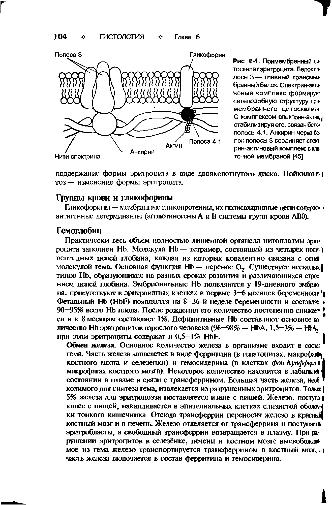 Рис. 6-1. Примембранный цитоскелет эритроцита. Белок полосы 3 — главный трансмембранный белок. Спектрин-акти-новый комплекс формирует сетеподобную структуру при-мембранного цитоскелета С комплексом спектрин-актин,] стабилизируя его, связан белок полосы 4.1. Анкирин через белок полосы 3 соединяет спект-рин-актиновый комплекс с клеточной мембраной [45]...