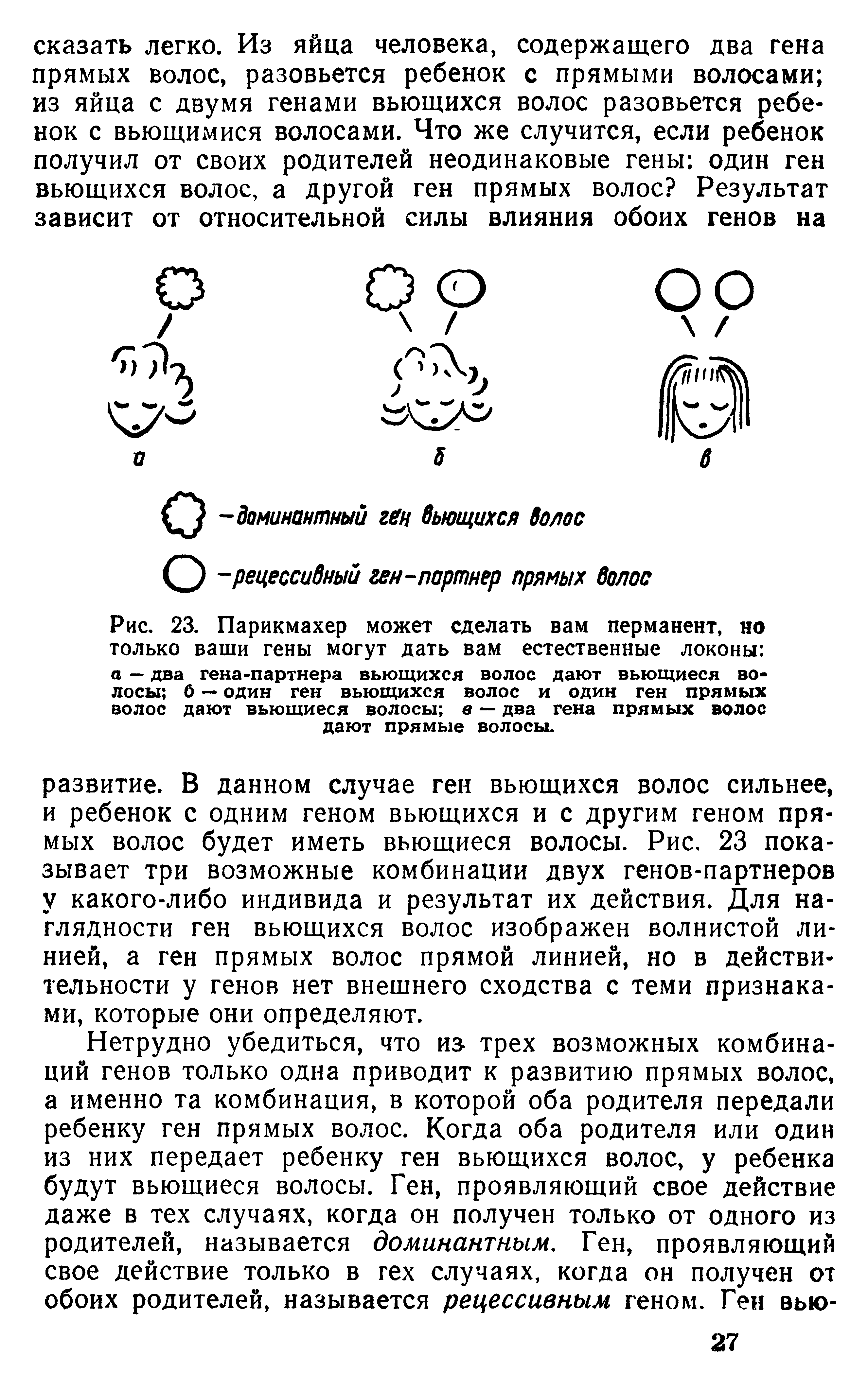 Рис. 23. Парикмахер может сделать вам перманент, но только ваши гены могут дать вам естественные локоны а — два гена-партнера вьющихся волос дают вьющиеся волосы б — один ген вьющихся волос и один ген прямых волос дают вьющиеся волосы в — два гена прямых волос дают прямые волосы.