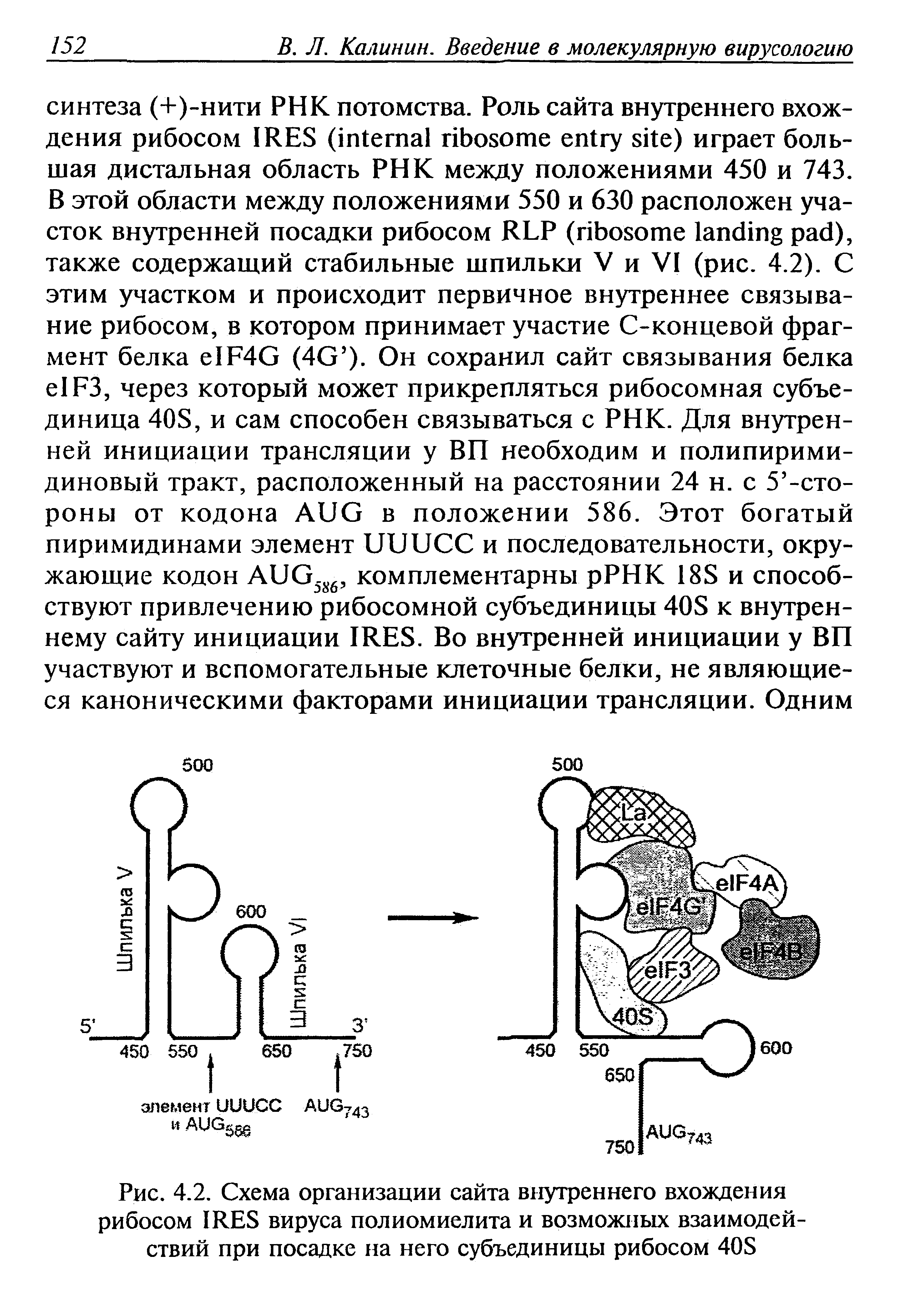 Рис. 4.2. Схема организации сайта внутреннего вхождения рибосом IRES вируса полиомиелита и возможных взаимодействий при посадке на него субъединицы рибосом 40S...