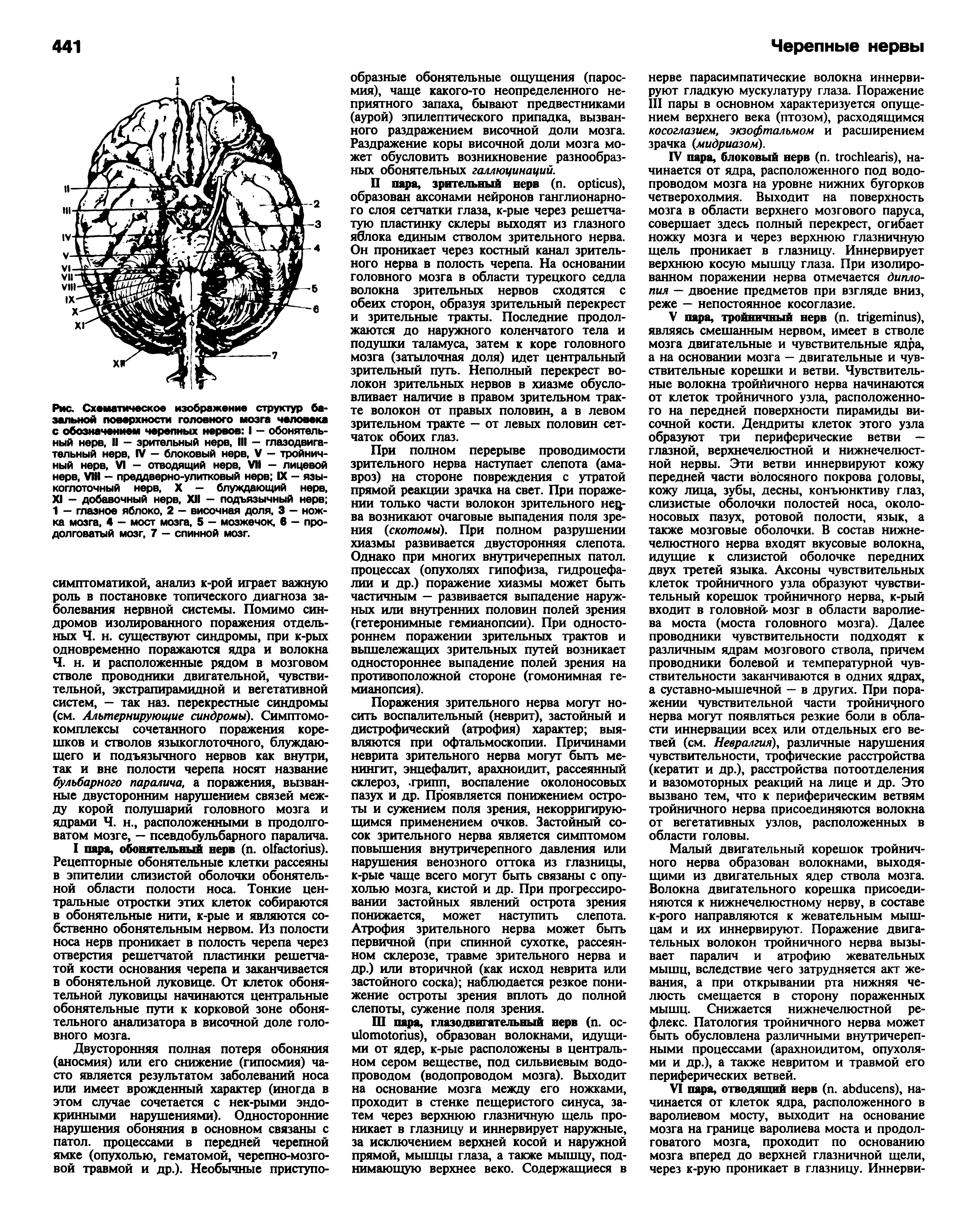 Рис. Схематическое изображение структур базальной поверхности головного мозга человека с обозначением черепных нервов I — обонятельный нерв. II - зрительный нерв, III - глазодвигательный нерв, IV — блоковый нерв. V - тройничный нерв, VI — отводящий нерв. VII — лицевой нерв, VIII - преддверно-улитковый нерв IX - языкоглоточный нерв, X — блуждающий нерв, XI - добавочный нерв, XII - подъязычный нерв 1 — глазное яблоко, 2 - височная доля. 3 — ножка мозга, 4 - мост мозга. 5 - мозжечок, в - продолговатый мозг, 7 — спинной мозг.