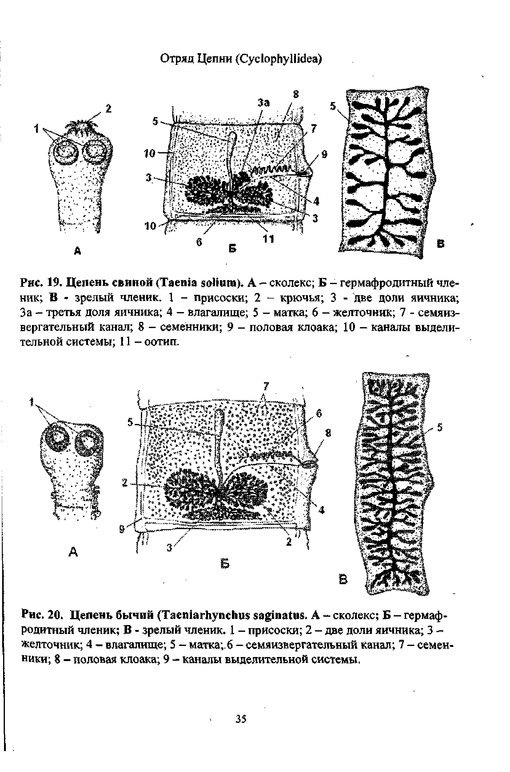 Рис. 20. Цепень бычий (Таеп1агйупсНи а 1па(ив. А - сколекс Б - гермафродитный членик В - зрелый членик. 1 - присоски 2 - две доли яичника 3 -желточник 4 - влагалище 5 - матка . 6 - семяизвергательный Канал 7 - семенники 8 — половая клоака 9 — каналы выделительной системы.