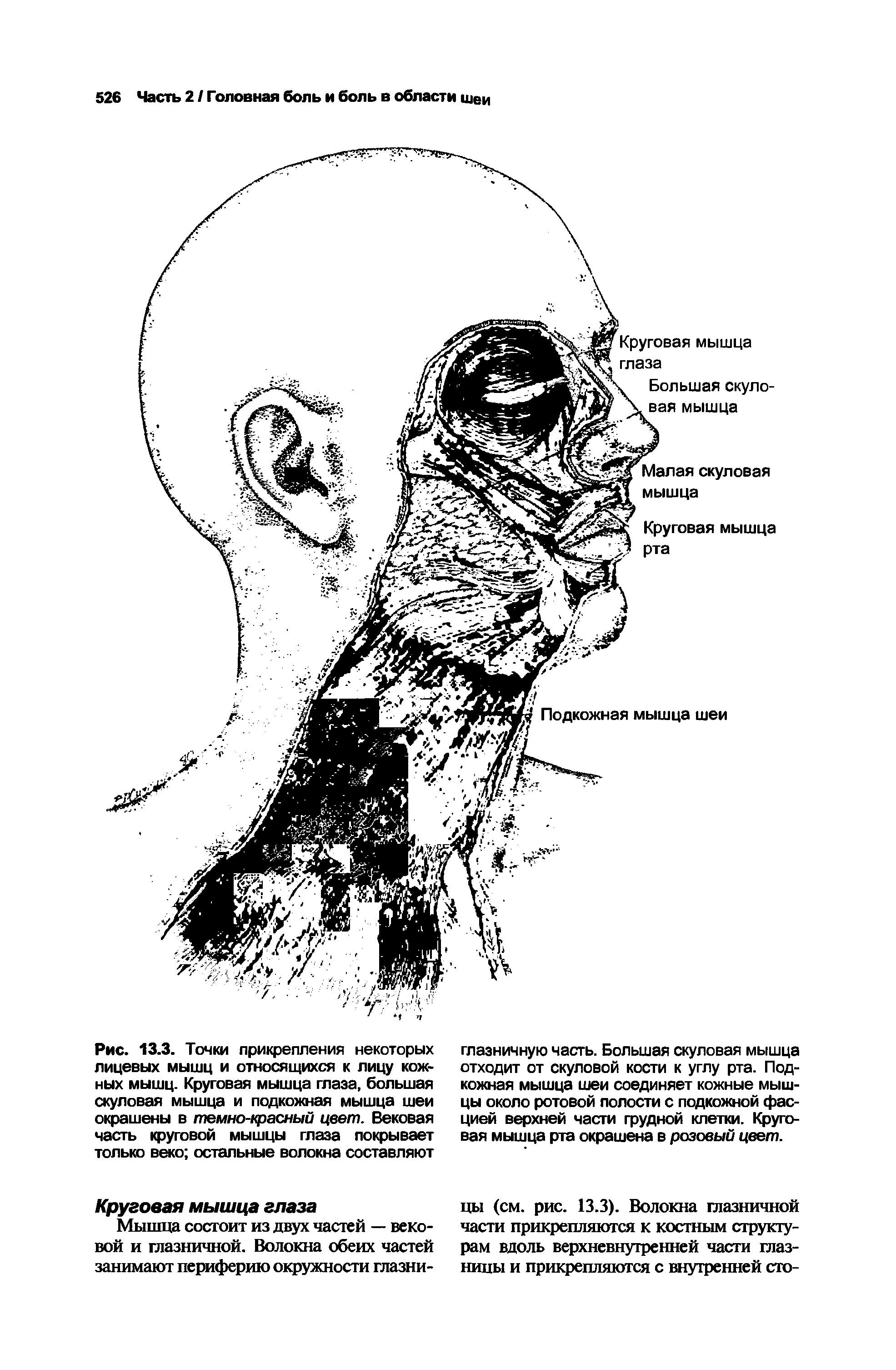 Рис. 13.3. Точки прикрепления некоторых лицевых мышц и относящихся к лицу кожных мышц. Круговая мышца глаза, большая скуловая мышца и подкожная мышца шеи окрашены в темно-красный цвет. Вековая часть круговой мышцы глаза покрывает только веко остальные волокна составляют...