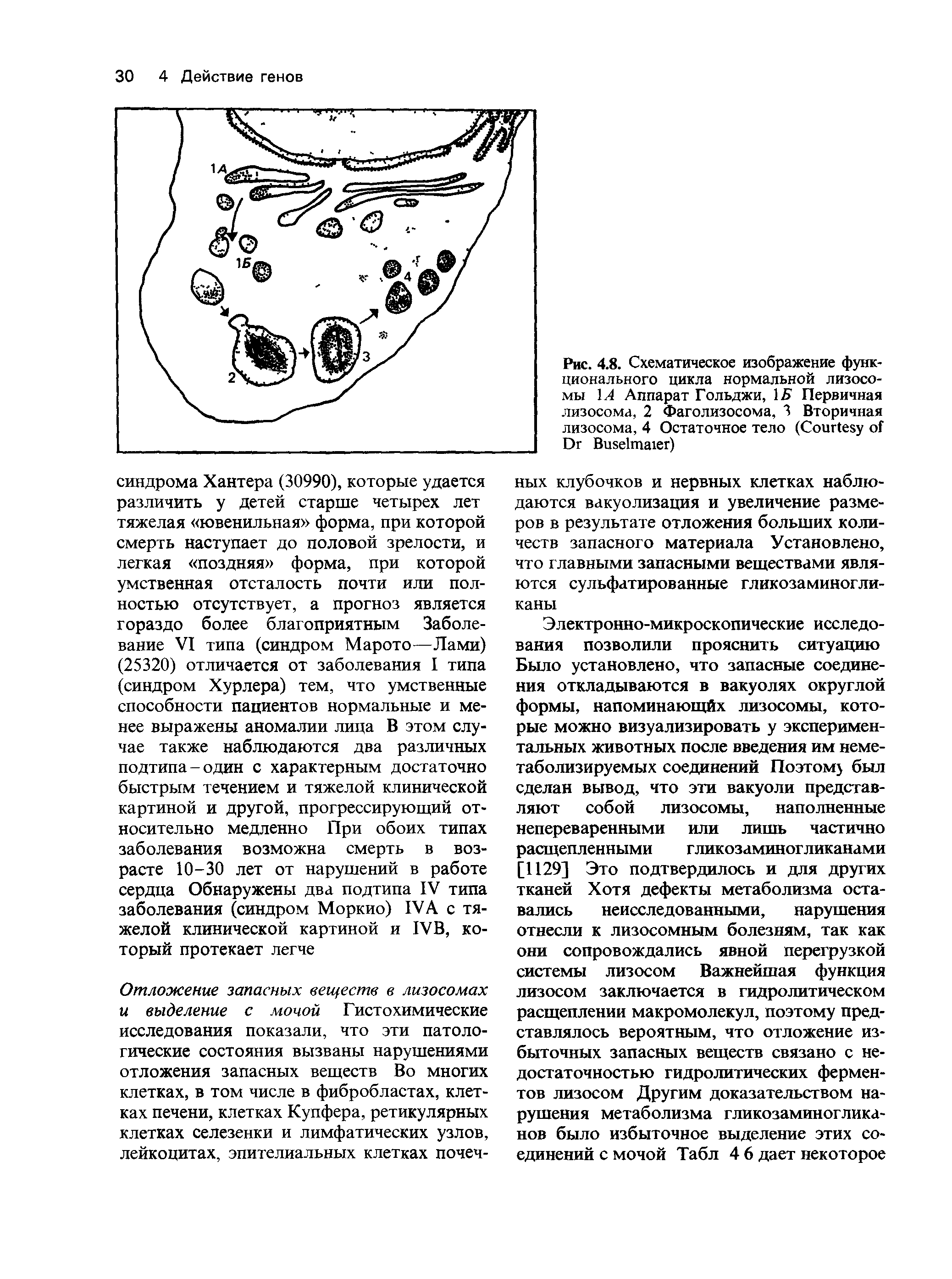 Рис. 4.8. Схематическое изображение функционального цикла нормальной лизосомы 1,4 Аппарат Гольджи, 1Б Первичная лизосома, 2 Фаголизосома, 3 Вторичная лизосома, 4 Остаточное тело (C D B )...