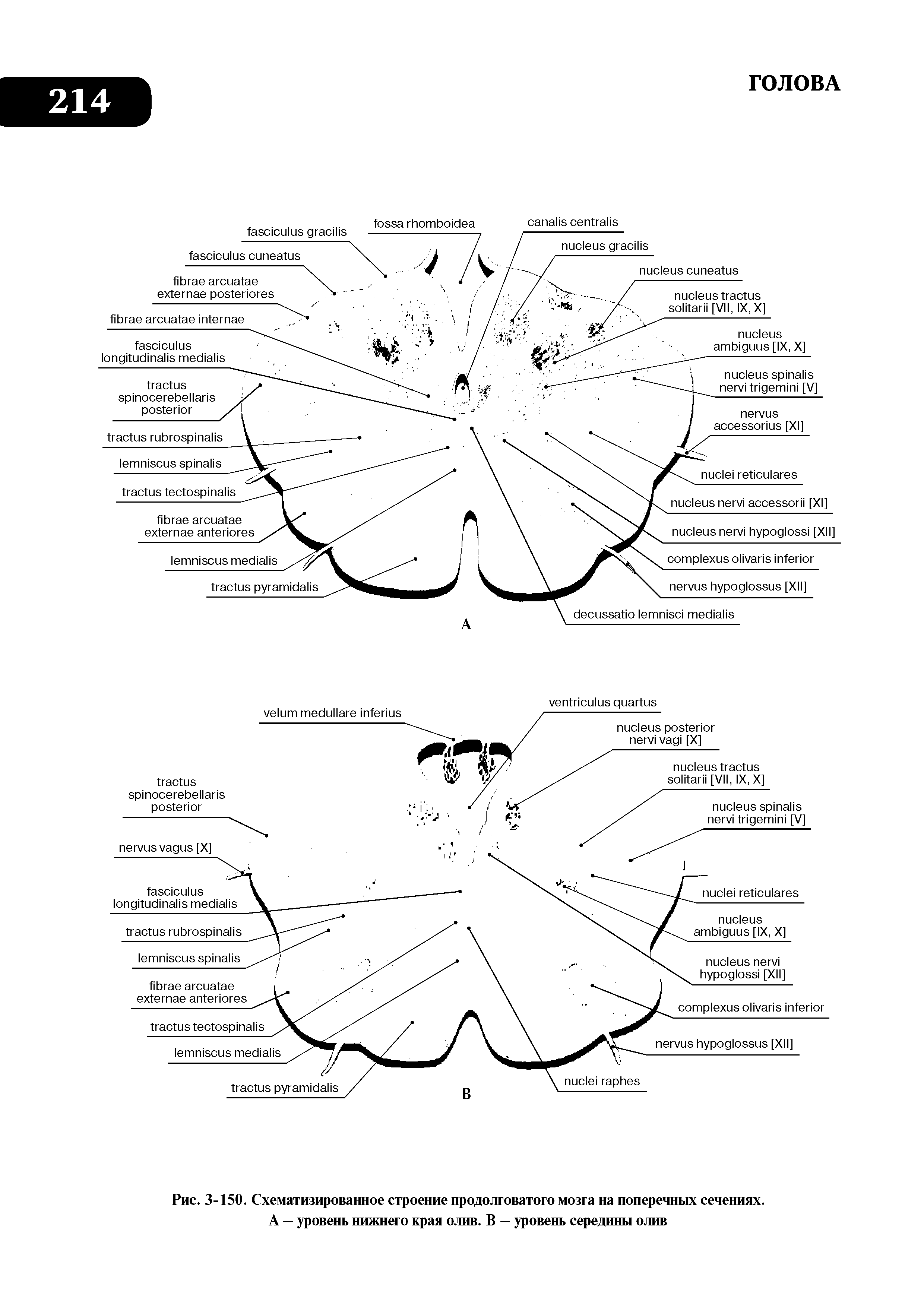 Рис. 3-150. Схематизированное строение продолговатого мозга на поперечных сечениях. А — уровень нижнего края олив. В — уровень середины олив...