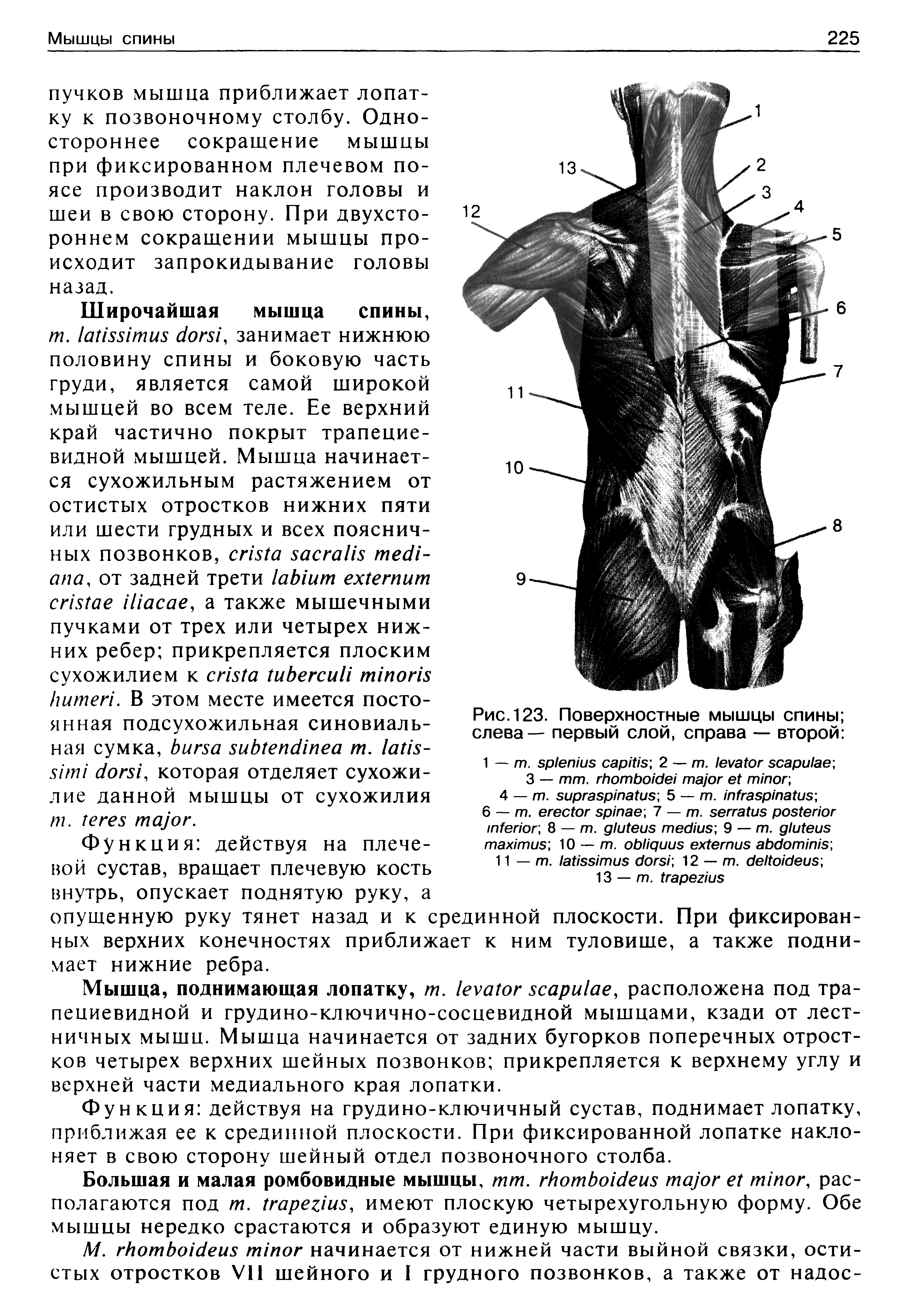 Рис.123. Поверхностные мышцы спины слева — первый слой, справа — второй ...