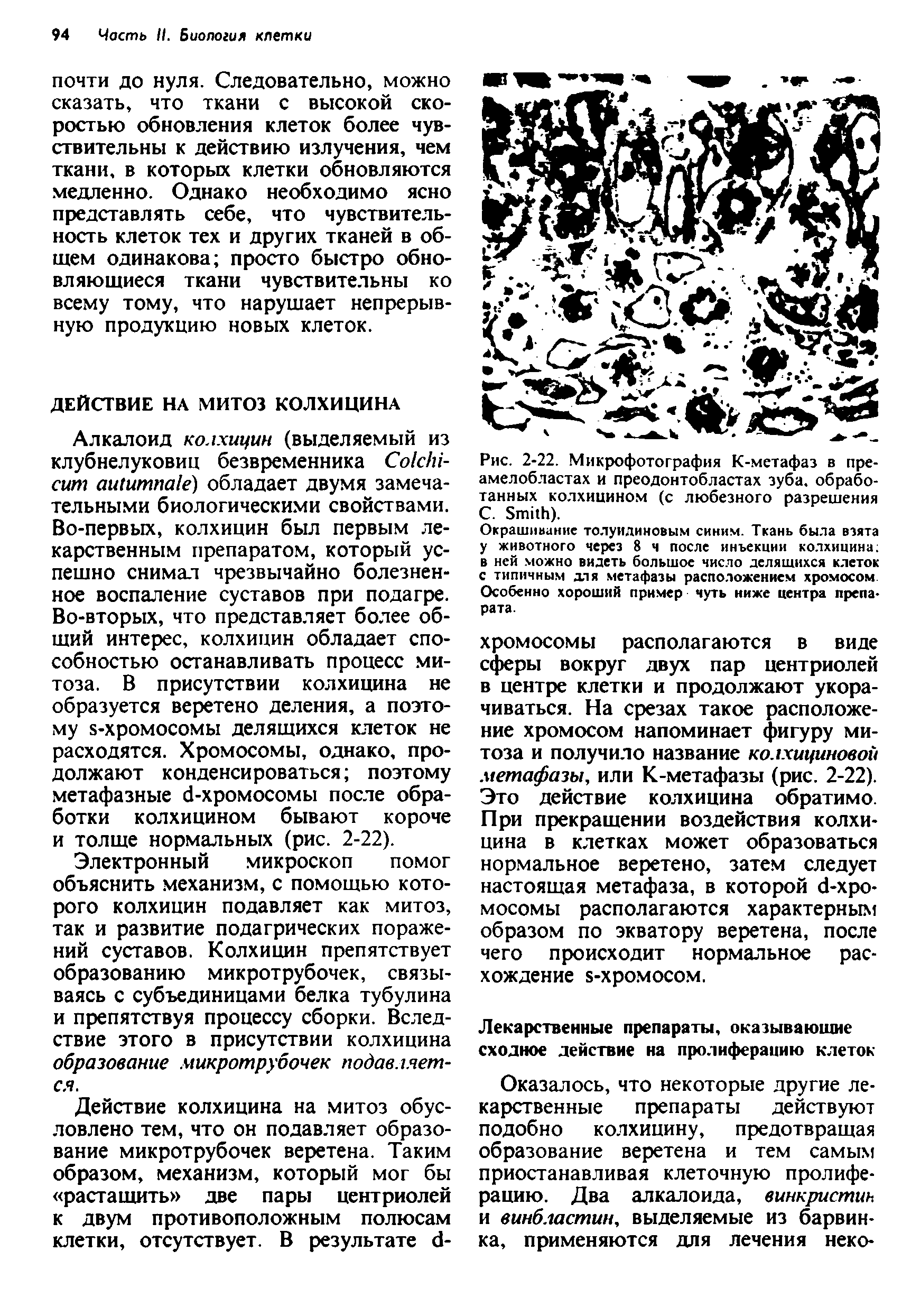 Рис. 2-22. Микрофотография К-метафаз в преамелобластах и преодонтобластах зуба, обработанных колхицином (с любезного разрешения С. S ).