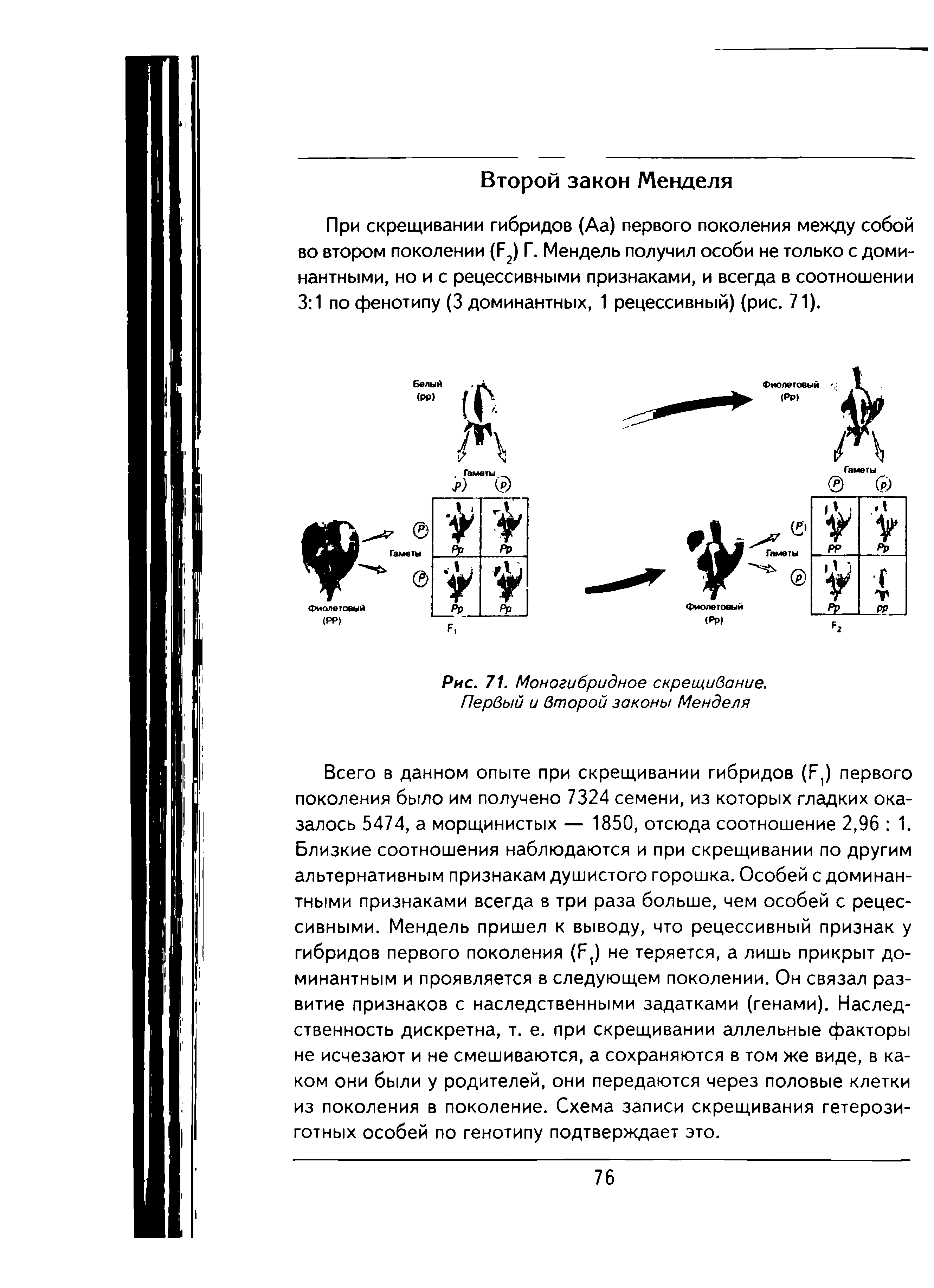 Рис. 71. Моногибридное скрещивание. Первый и второй законы Менделя...