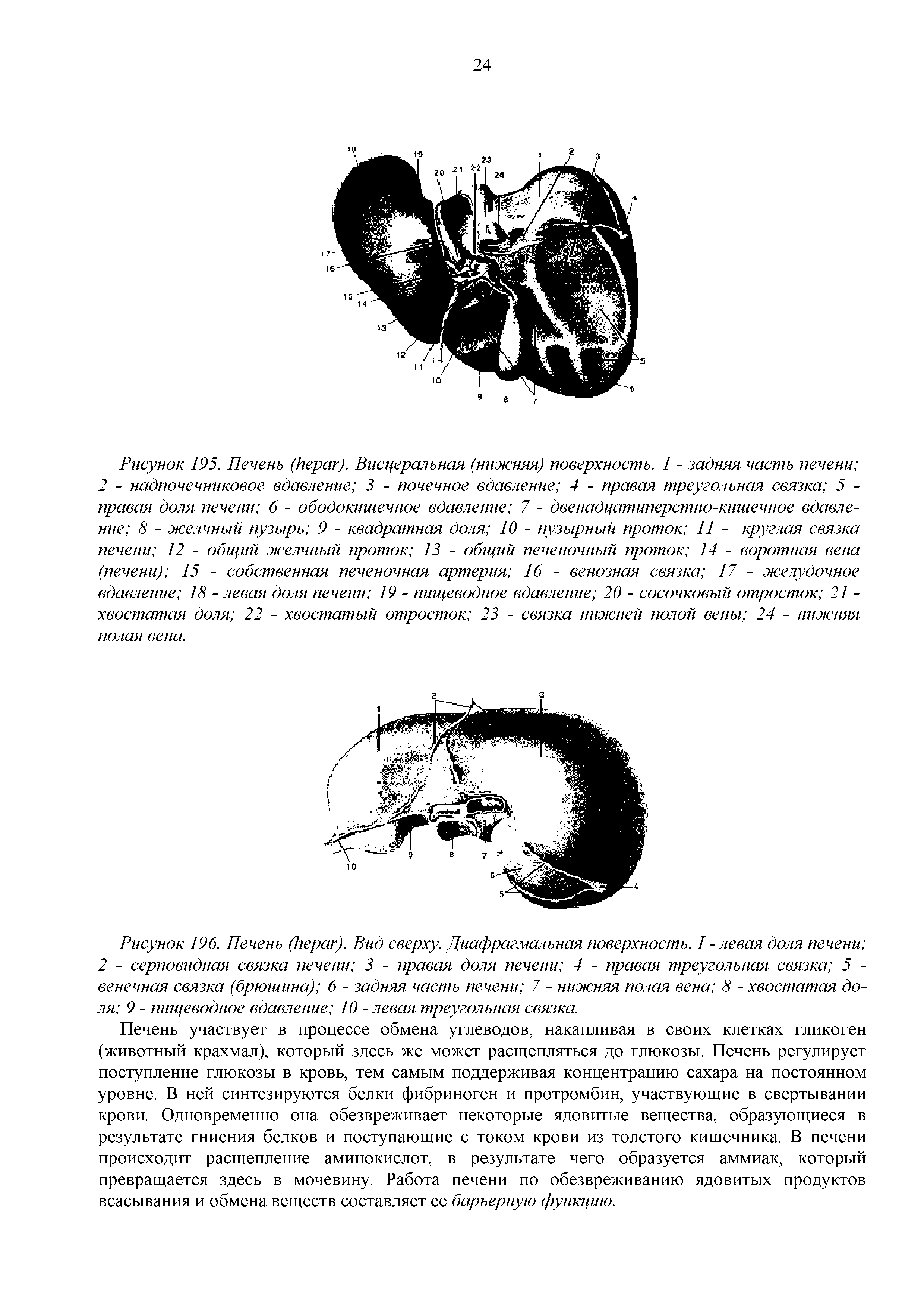 Рисунок 196. Печень ( ). Вид сверху. Диафрагмальная поверхность. I - левая доля печени 2 - серповидная связка печени 3 - правая доля печени 4 - правая треугольная связка 5 -венечная связка (брюшина) 6 - задняя часть печени 7 - нижняя полая вена 8 - хвостатая доля 9 - пищеводное вдавление 10 - левая треугольная связка.