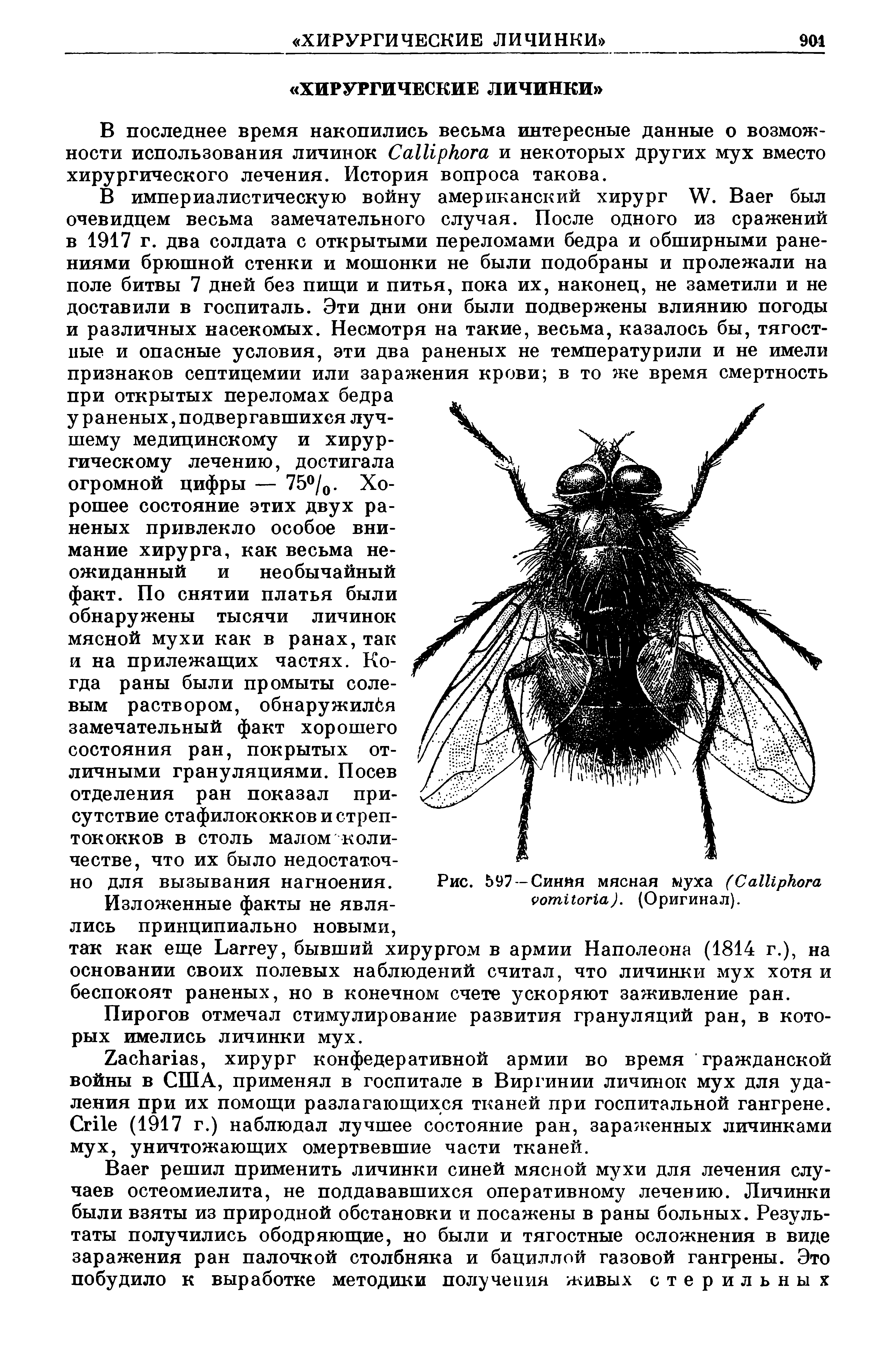 Рис. 597 — Синяя мясная муха (C ). (Оригинал).