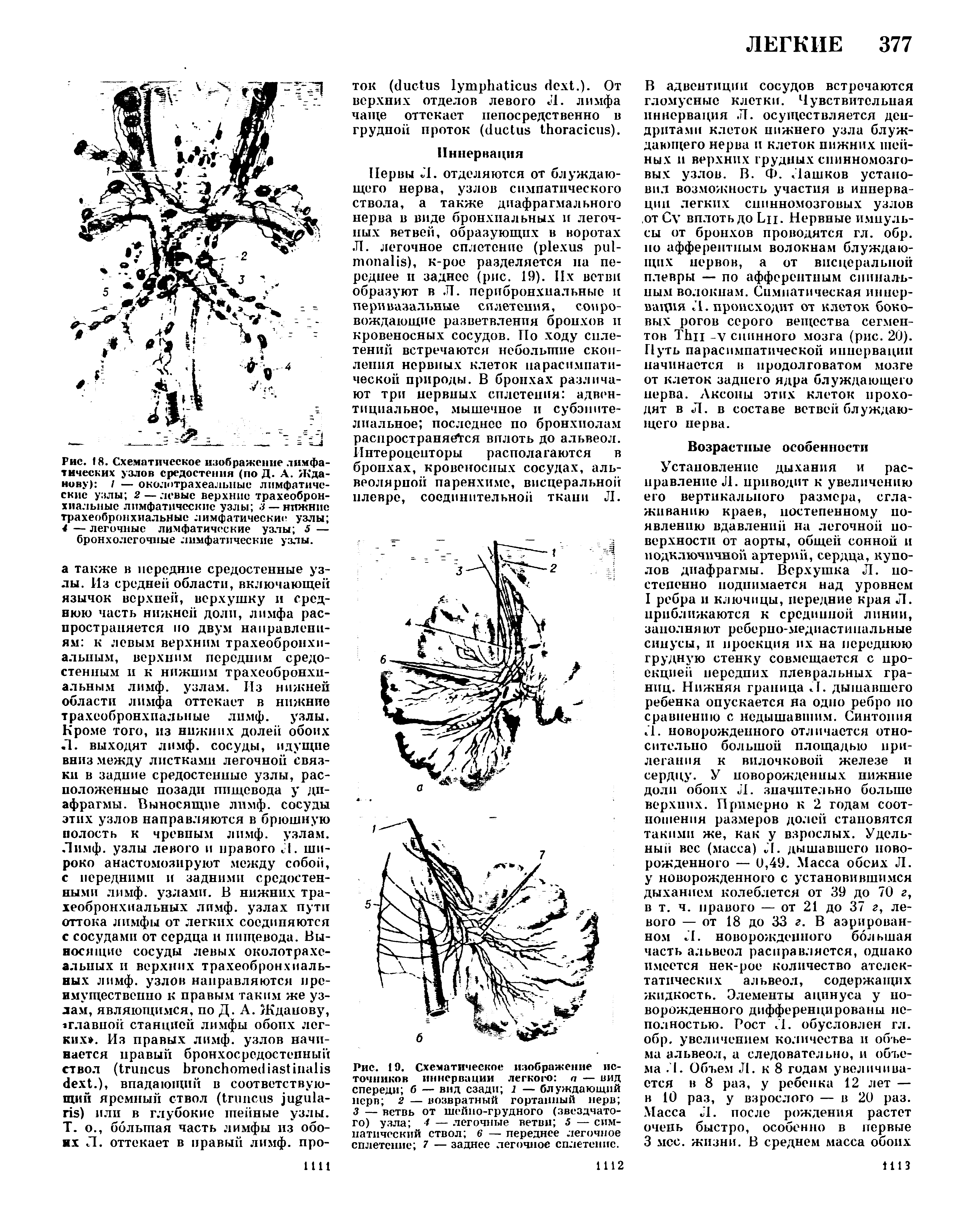 Рис. 19. Схематическое изображение источников иннервации легкого а — вид спереди б — вид сзади 1 — блуждающий нерп 2 — возвратный гортанный нерв 3 — ветвь от шейно-грудного (звездчатого) узла 1 — легочные ветви 5 — симпатический ствол б — переднее легочное сплетение 7 — заднее легочное сплетение.