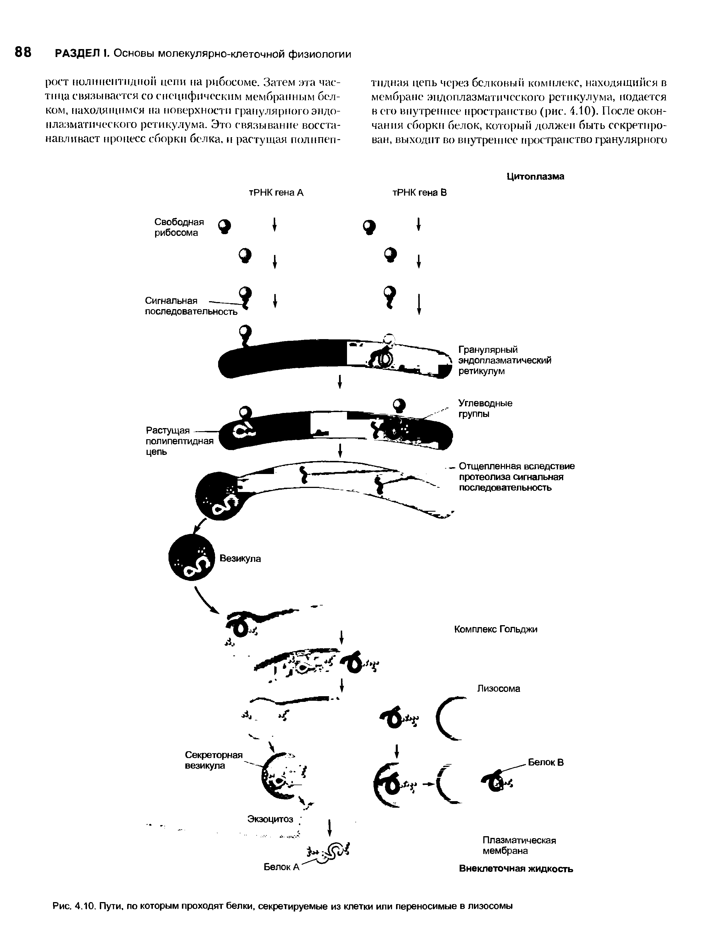 Рис. 4.10. Пути, по которым проходят белки, секретируемые из клетки или переносимые в лизосомы...