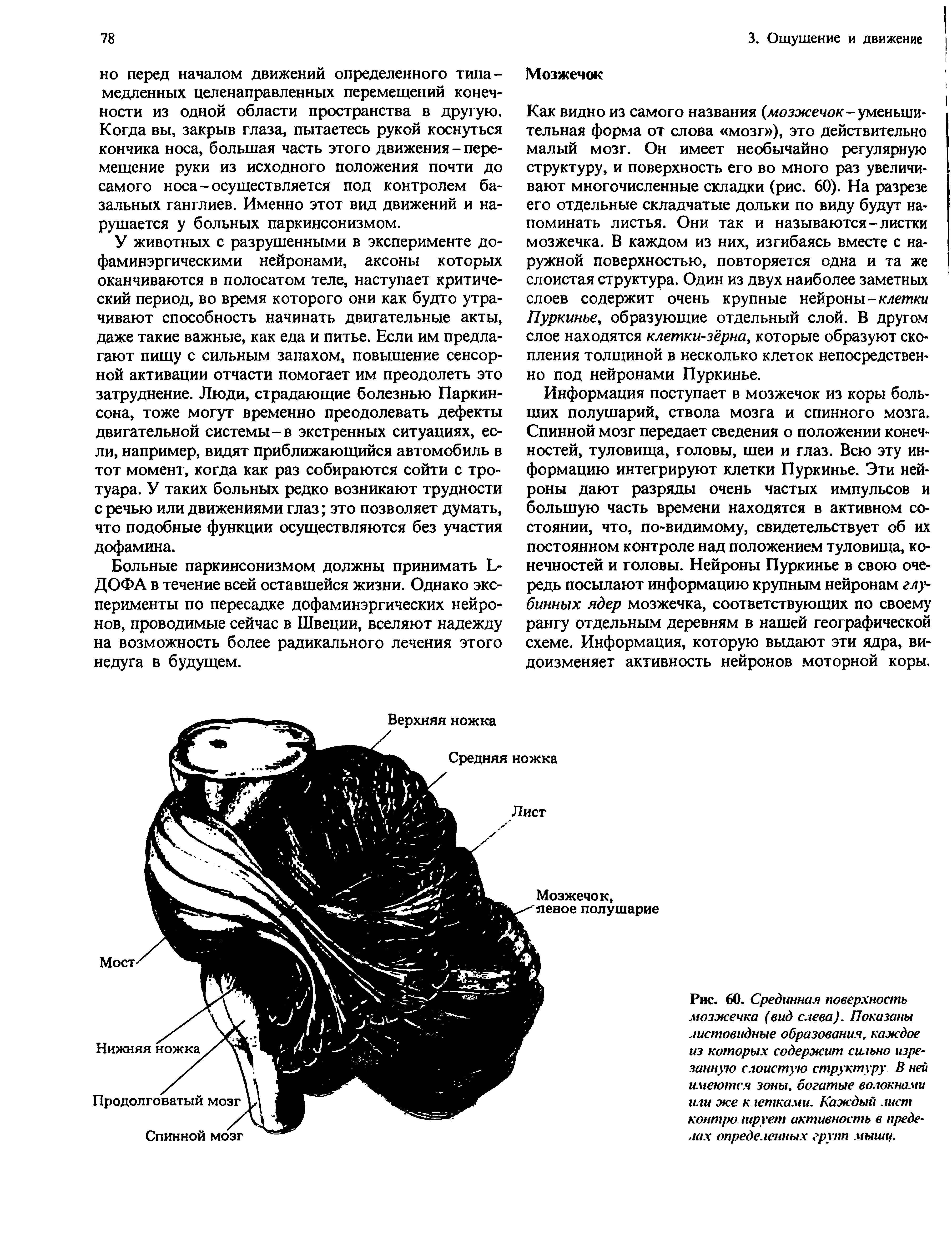 Рис. 60. Срединная поверхность мозжечка (вид слева). Показаны листовидные образования, каждое из которых содержит сильно изрезанную слоистую структуру В ней имеются зоны, богатые волокнами или же к ютками. Каждый лист контро шрует активность в пределах определенных групп мышц.