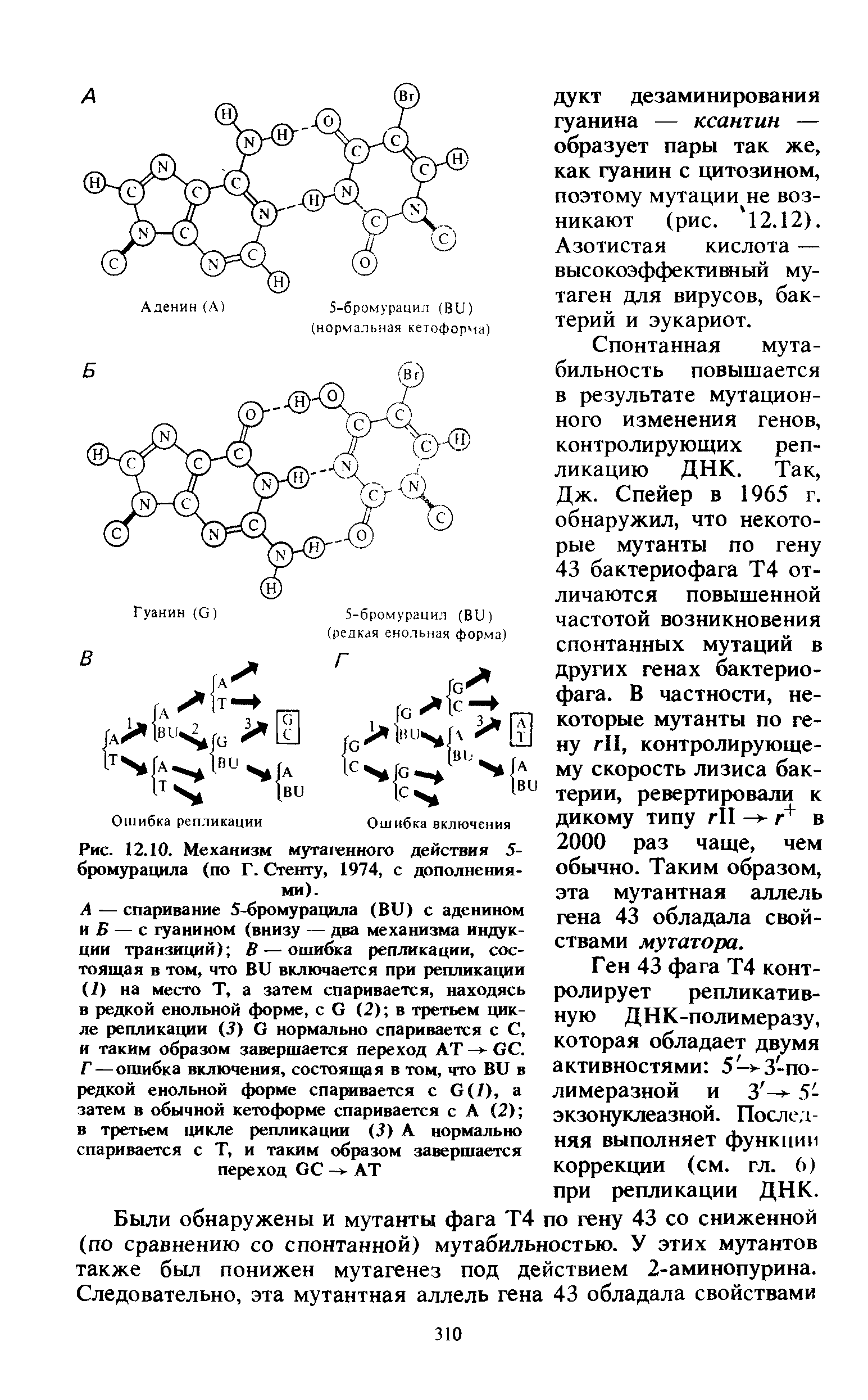 Рис. 12.10. Механизм мутагенного действия 5-бромурацила (по Г. Стенту, 1974, с дополнениями).