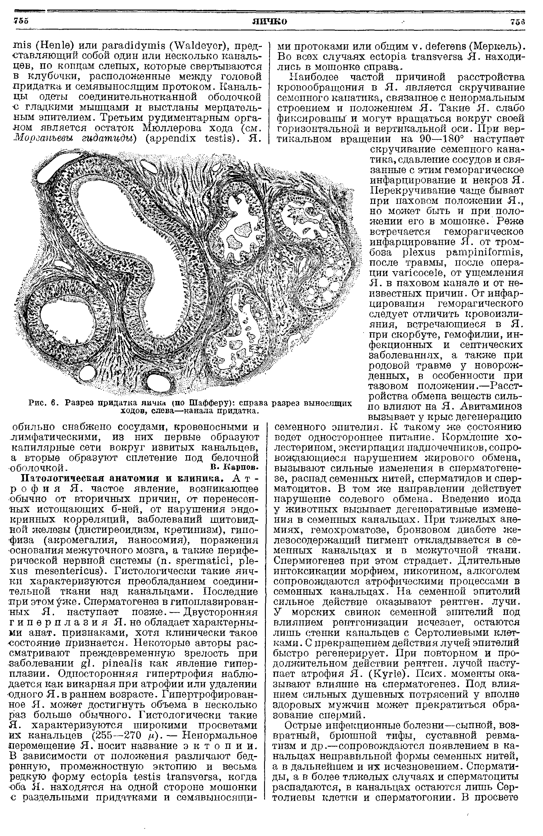 Рис. 6. Разрез придатка яичка (по Шафферу) справа разрез выносящих ходов, слева—канала придатка.