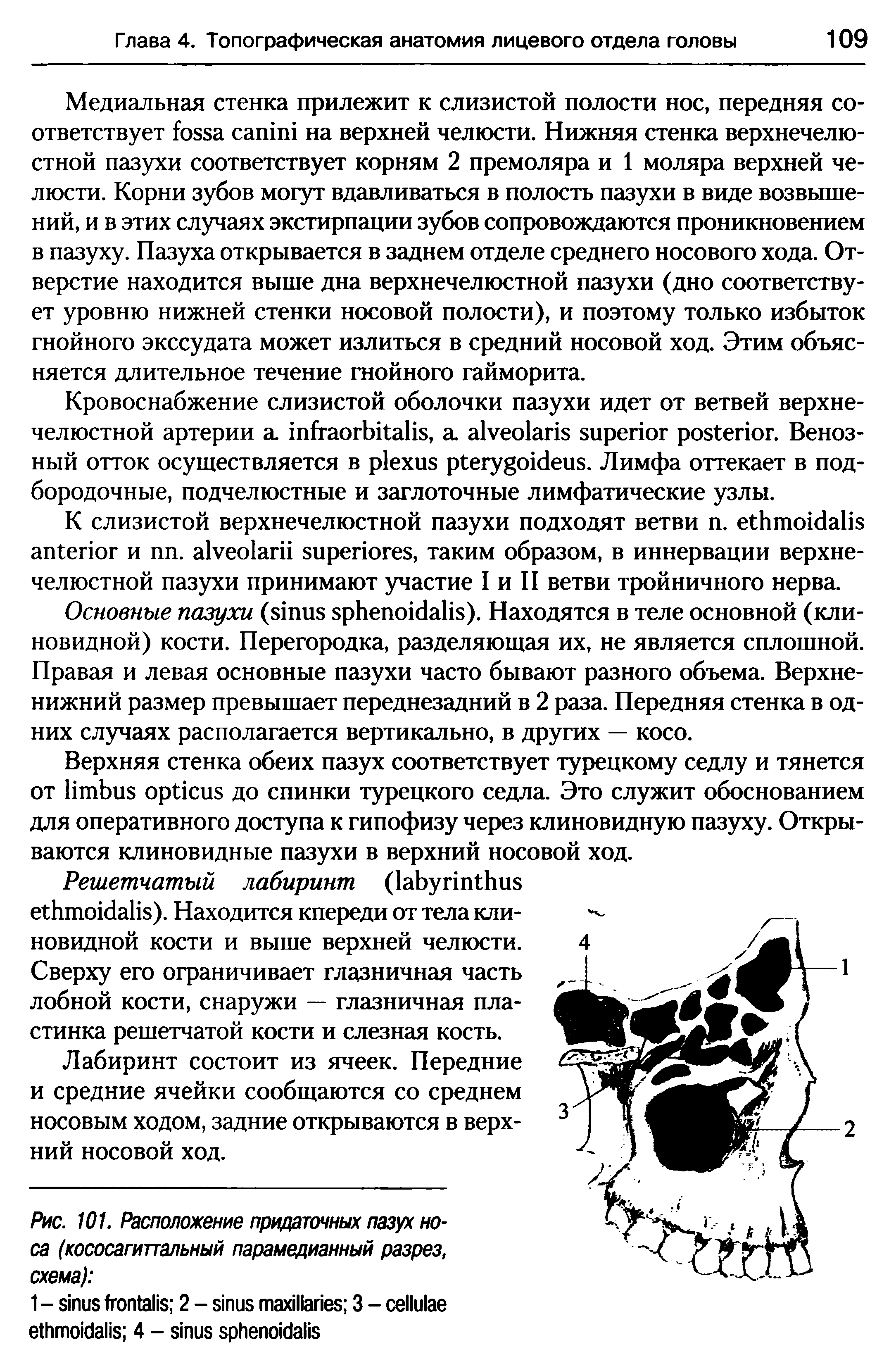 Рис. 101. Расположение придаточных пазух носа (кососагиттальный парамедианный разрез, схема) ...