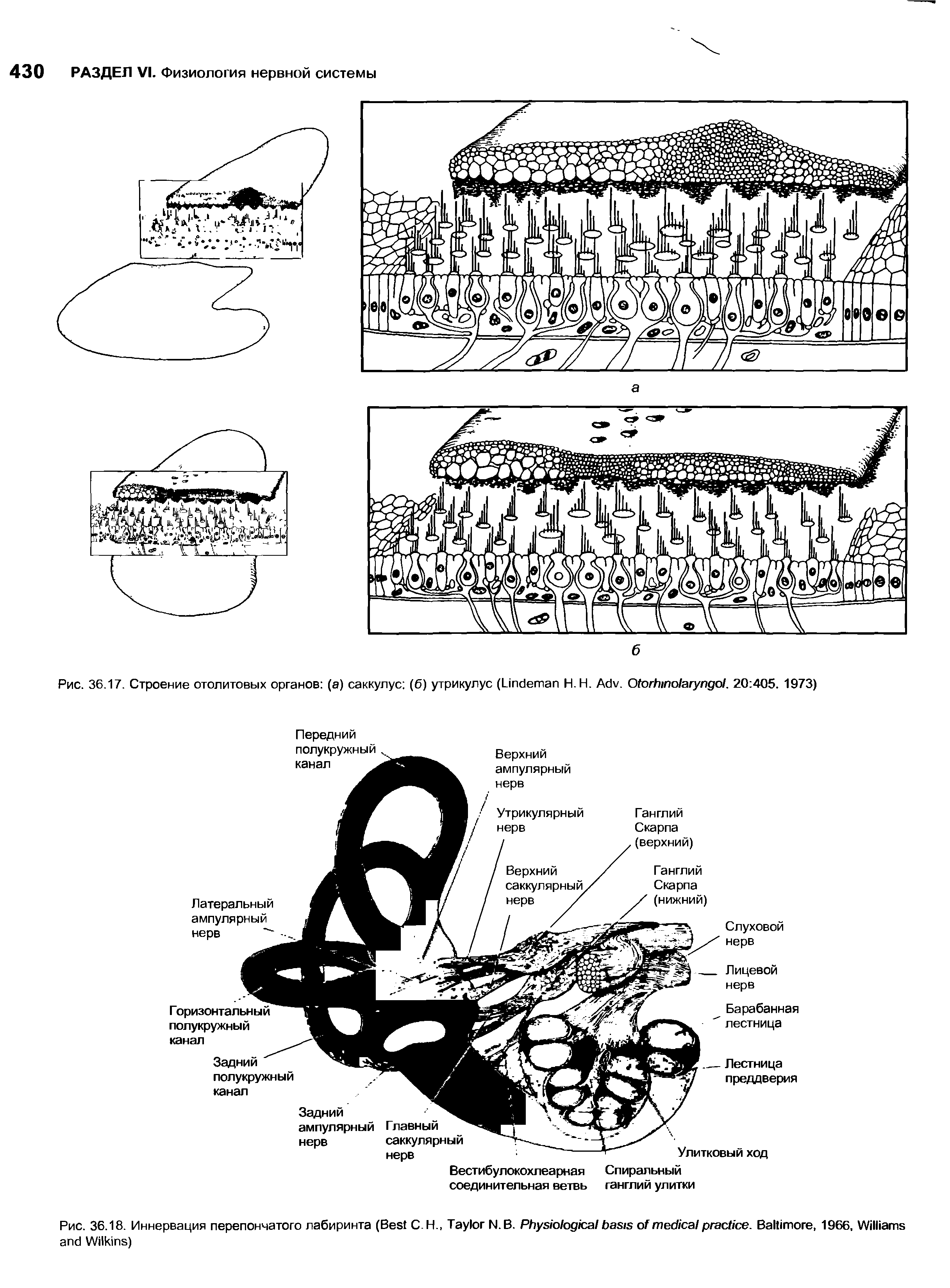 Рис. 36.17. Строение отолитовых органов (а) саккулус (б) утрикулус (L H.H. A . O L 20 405. 1973)...
