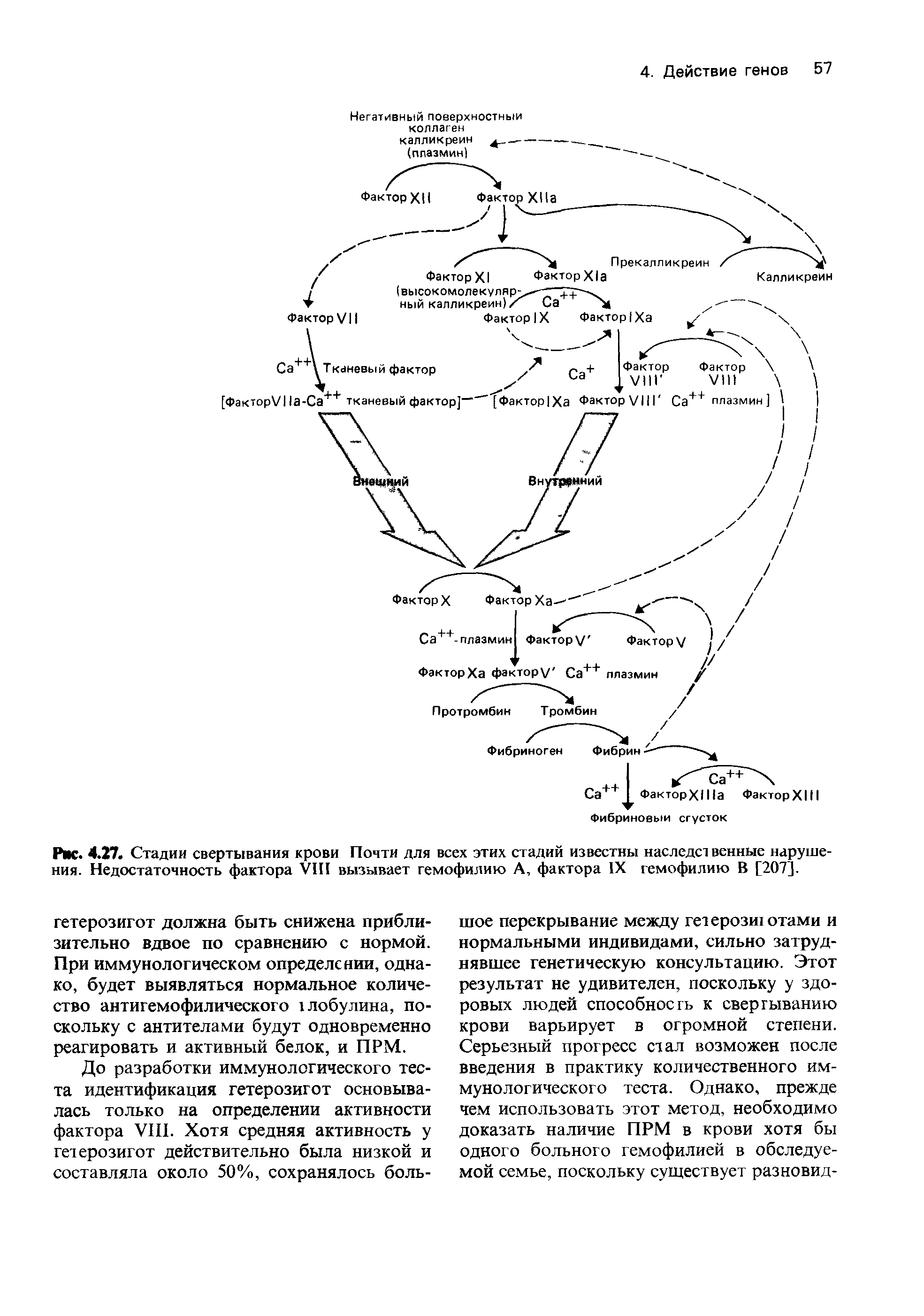 Рис. 4.27. Стадии свертывания крови Почти для всех этих стадий известны наследст венные нарушения. Недостаточность фактора VIII вызывает гемофилию А, фактора IX гемофилию В [207].