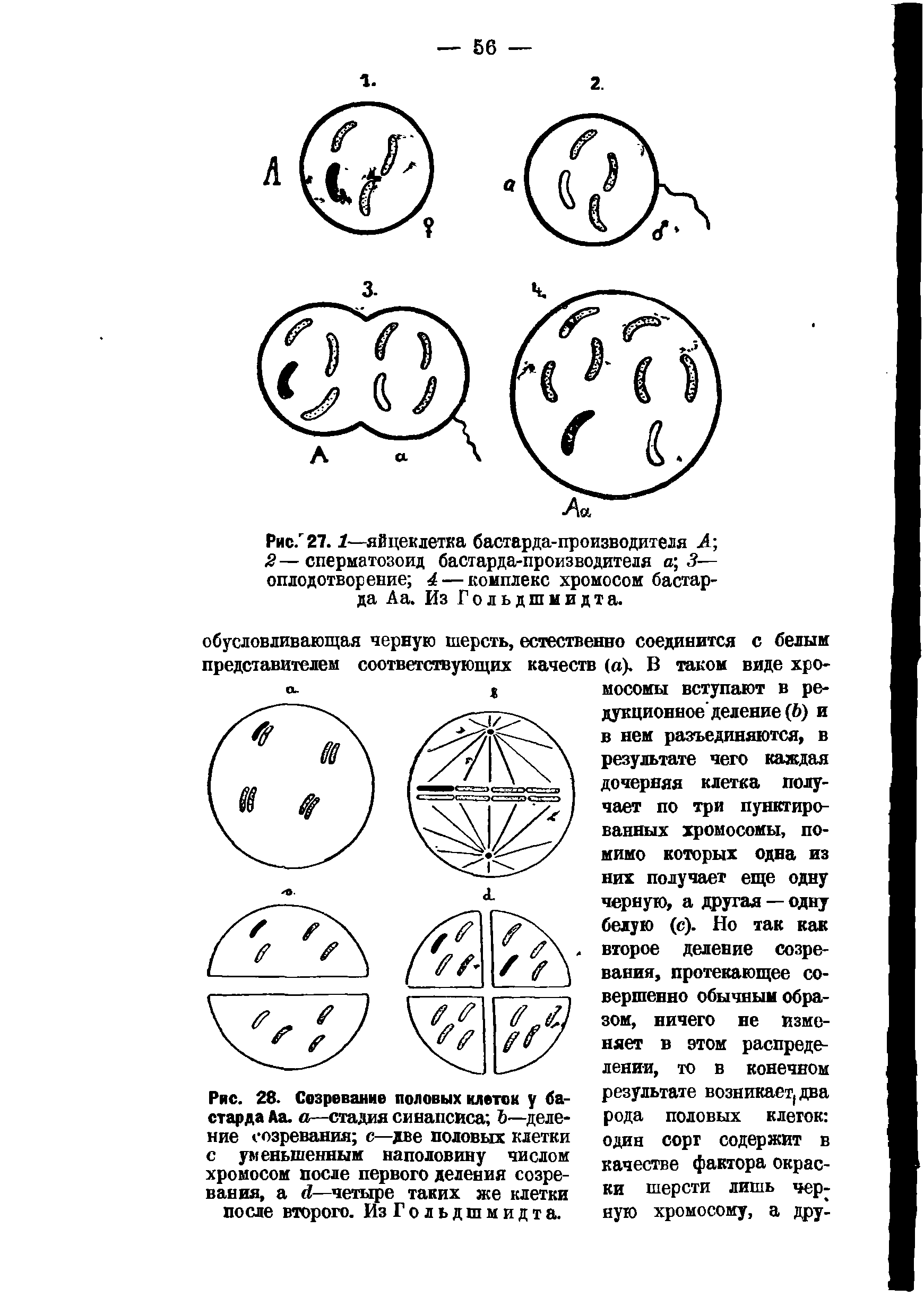 Рис. 28. Созревание половых клеток у бастарда Да. а—стадия синапсиса Ъ—деление созревания с—две половых клетки с уменьшенным наполовину числом хромосом после первого деления созревания, а Л—четыре таких же клетки после второго. Из Гольдшмидта.