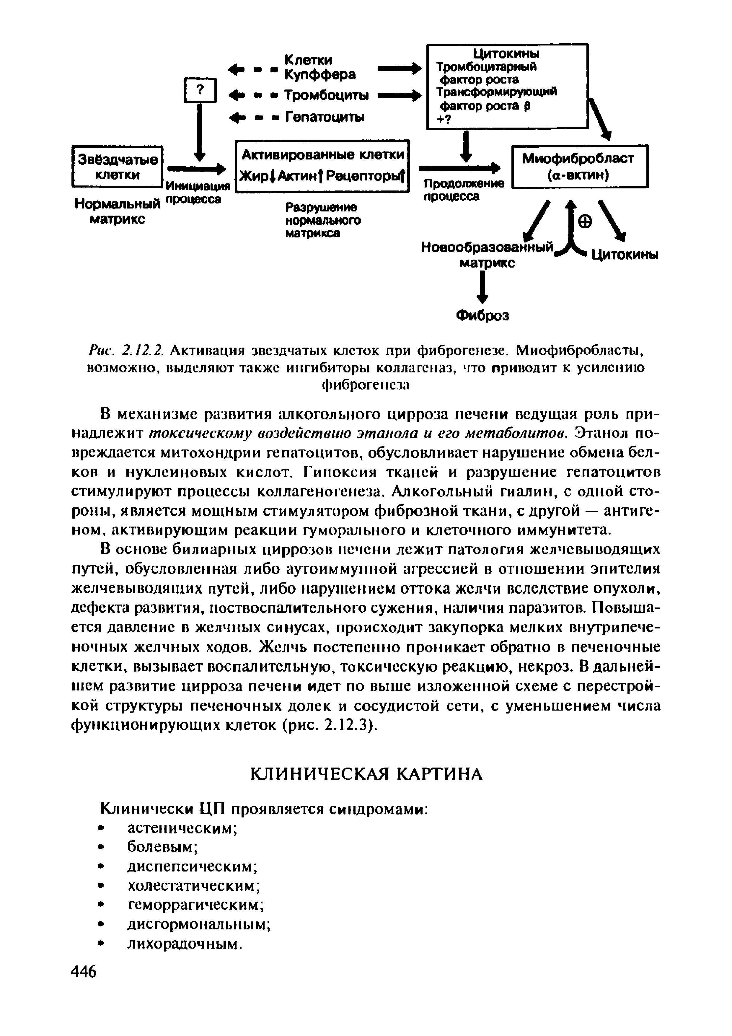 Рис. 2.12.2. Активация звездчатых клеток при фиброгснсзе. Миофибробласты, возможно, выделяют также ингибиторы коллагеназ, что приводит к усилению фиброгенсза...