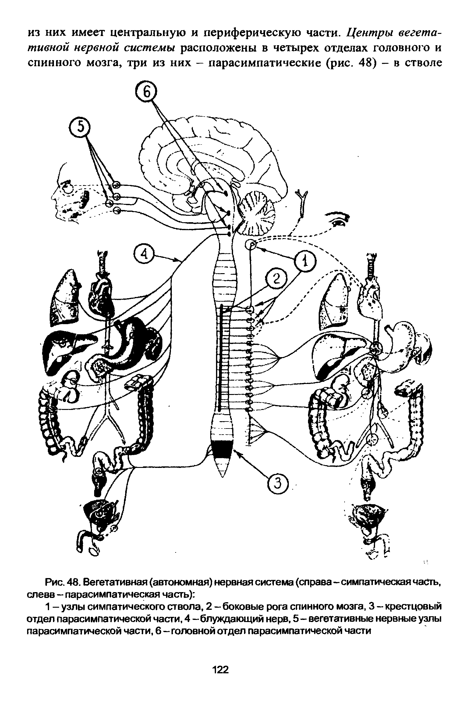 Рис. 48. Вегетативная (автономная) нервная система (справа - симпатическая часть, слевв - парасимпатическая часть) ...