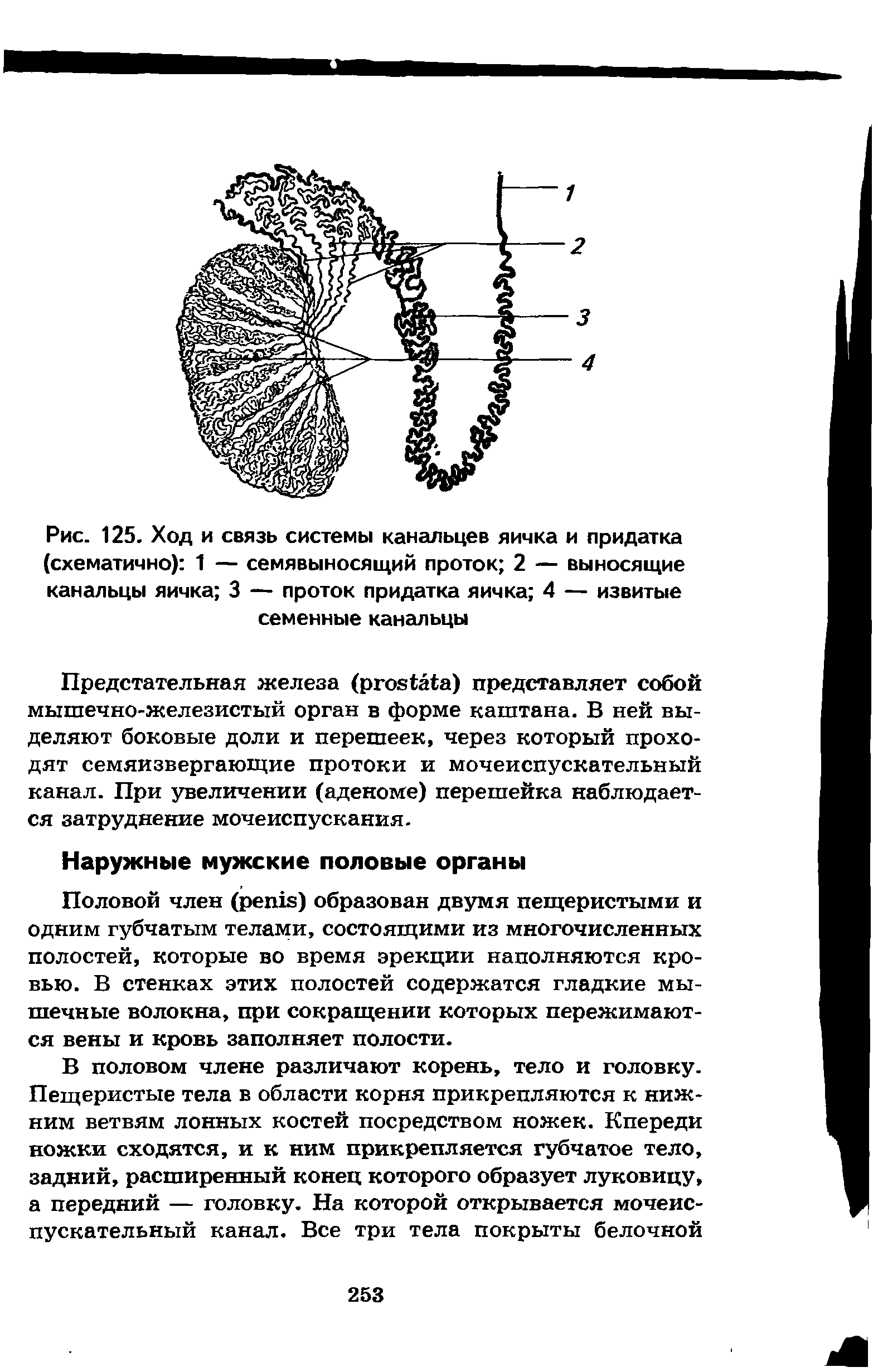 Рис. 125. Ход и связь системы канальцев яичка и придатка (схематично) 1 — семявыносящий проток 2 — выносящие канальцы яичка 3 — проток придатка яичка 4 — извитые семенные канальцы...