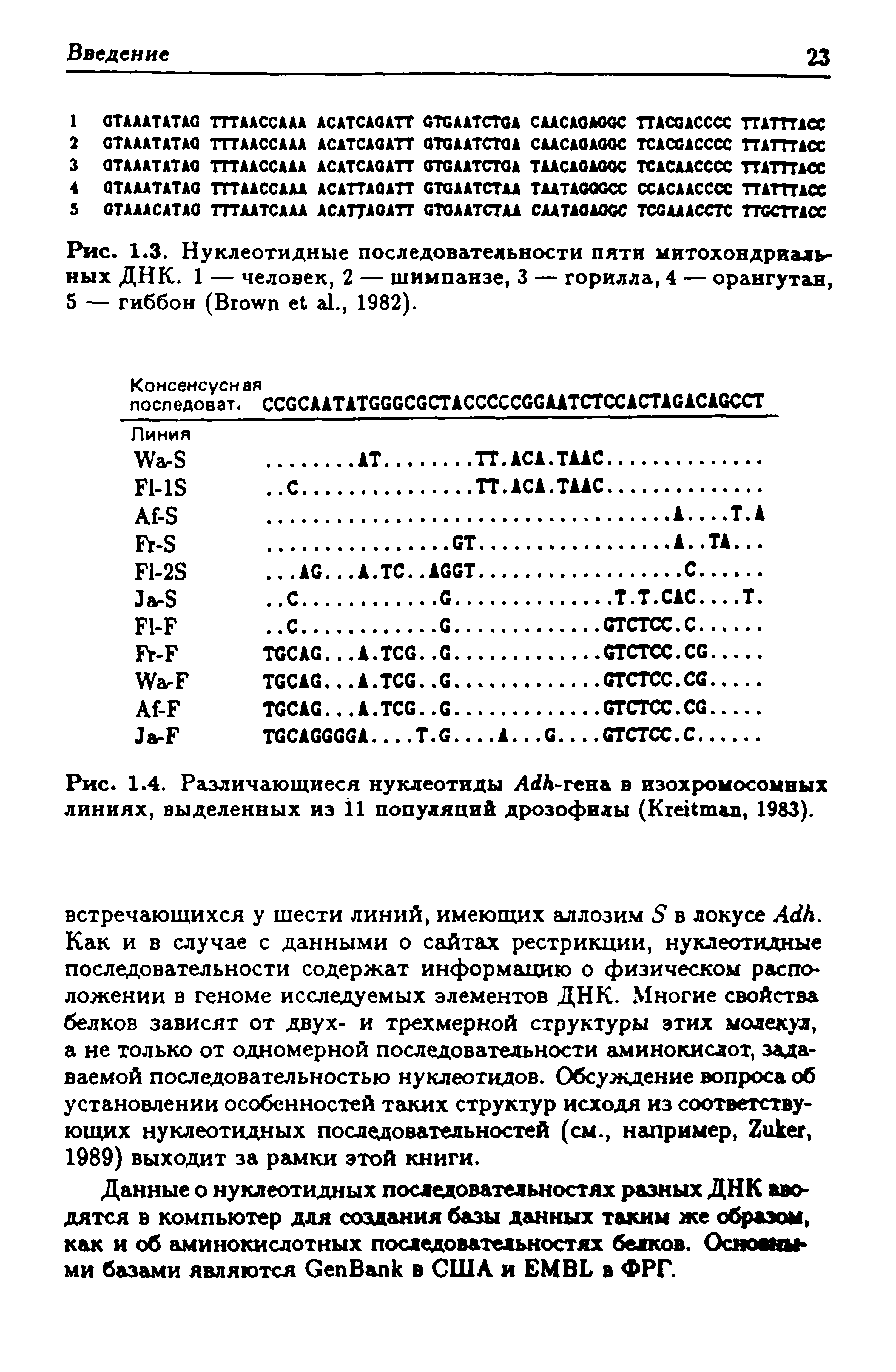 Рис. 1.3. Нуклеотидные последовательности пяти митохондриальных ДНК. 1 — человек, 2 — шимпанзе, 3 — горилла, 4 — орангутан, 5 — гиббон (B ., 1982).