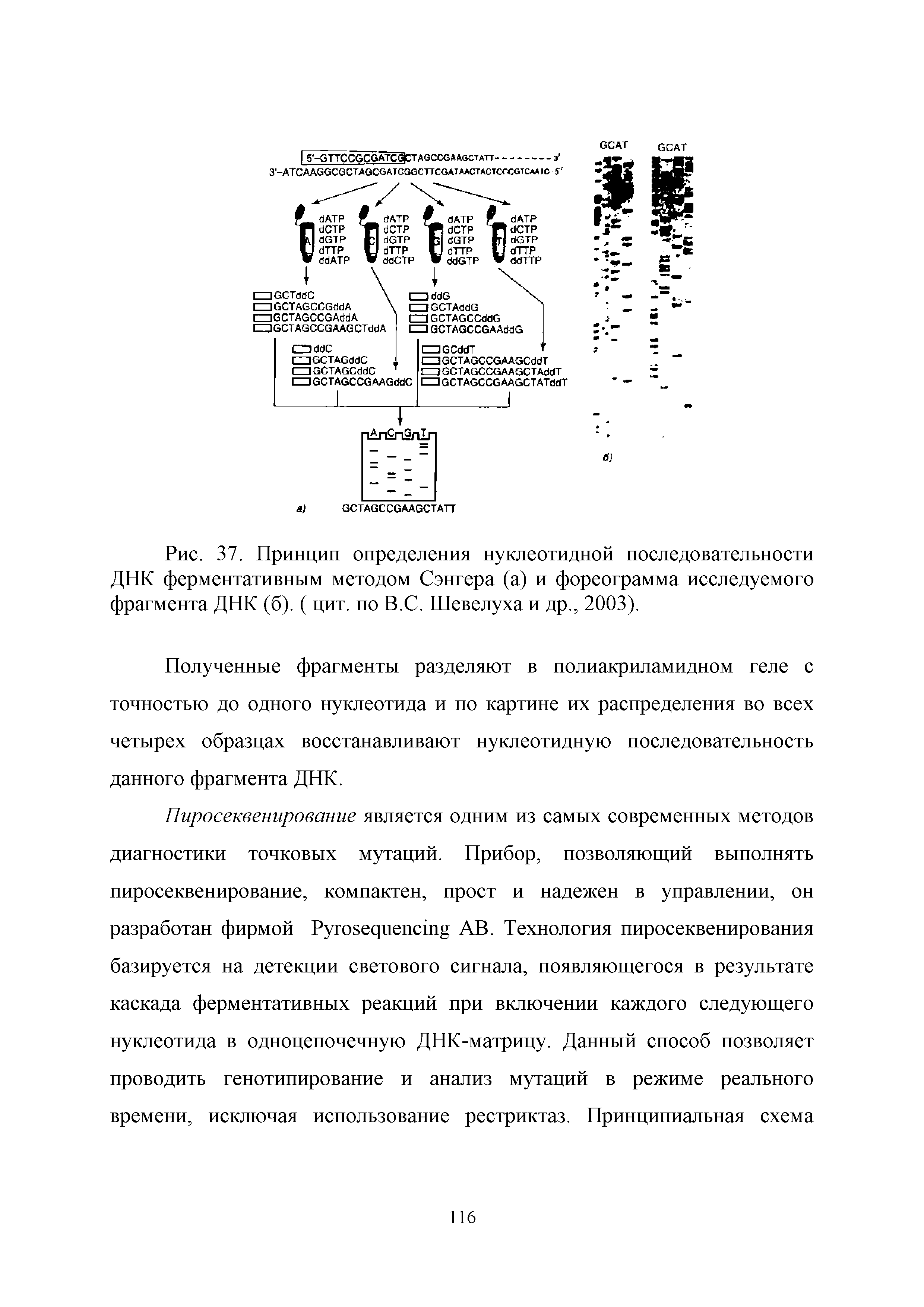 Рис. 37. Принцип определения нуклеотидной последовательности ДНК ферментативным методом Сэнгера (а) и фореограмма исследуемого фрагмента ДНК (б). ( цит. по В.С. Шевелуха и др., 2003).