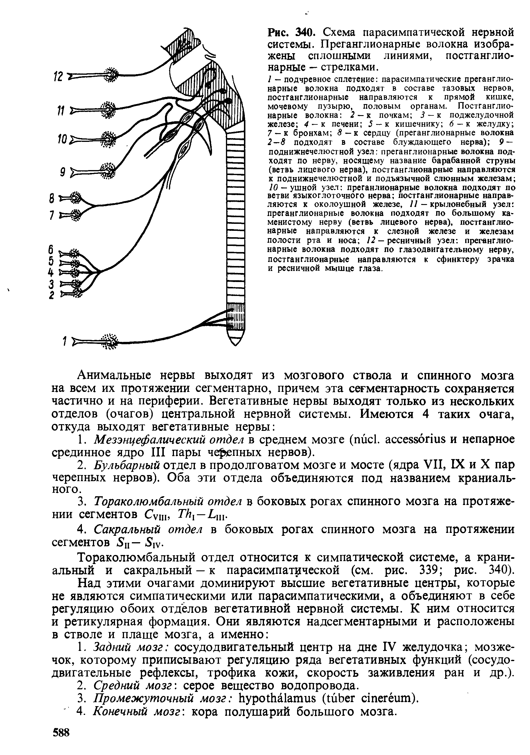 Рис. 340. Схема парасимпатической нервной системы. Преганглионарные волокна изображены сплошными линиями, постганглионарные — стрелками.