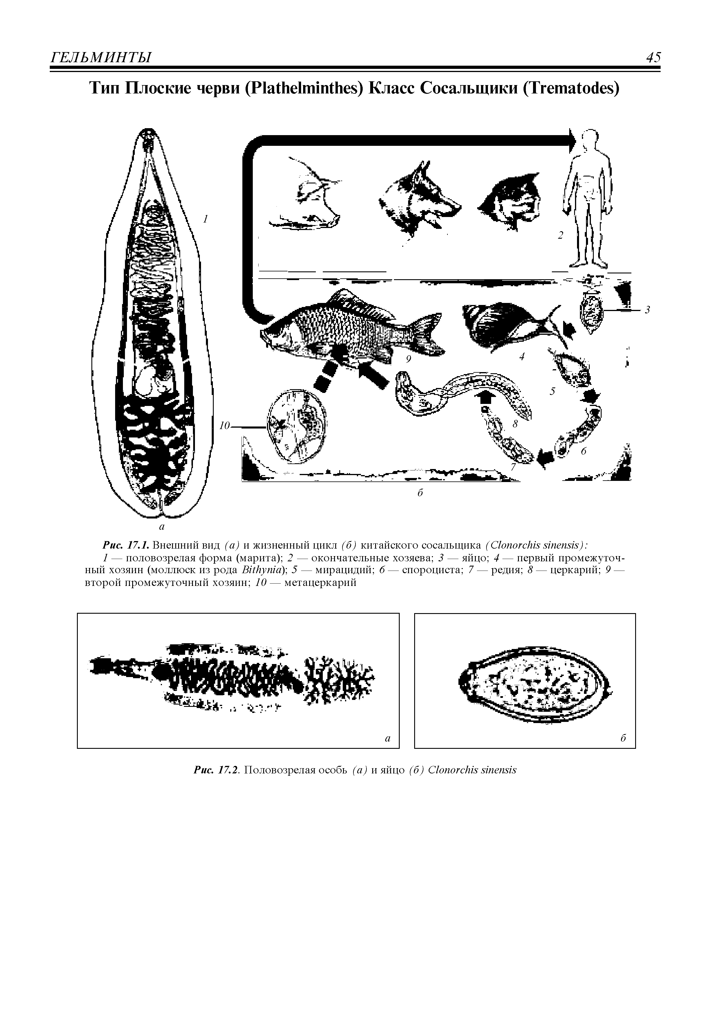 Рис. 17.1. Внешний вид (а) и жизненный цикл (б) китайского сосальщика (C ) ...