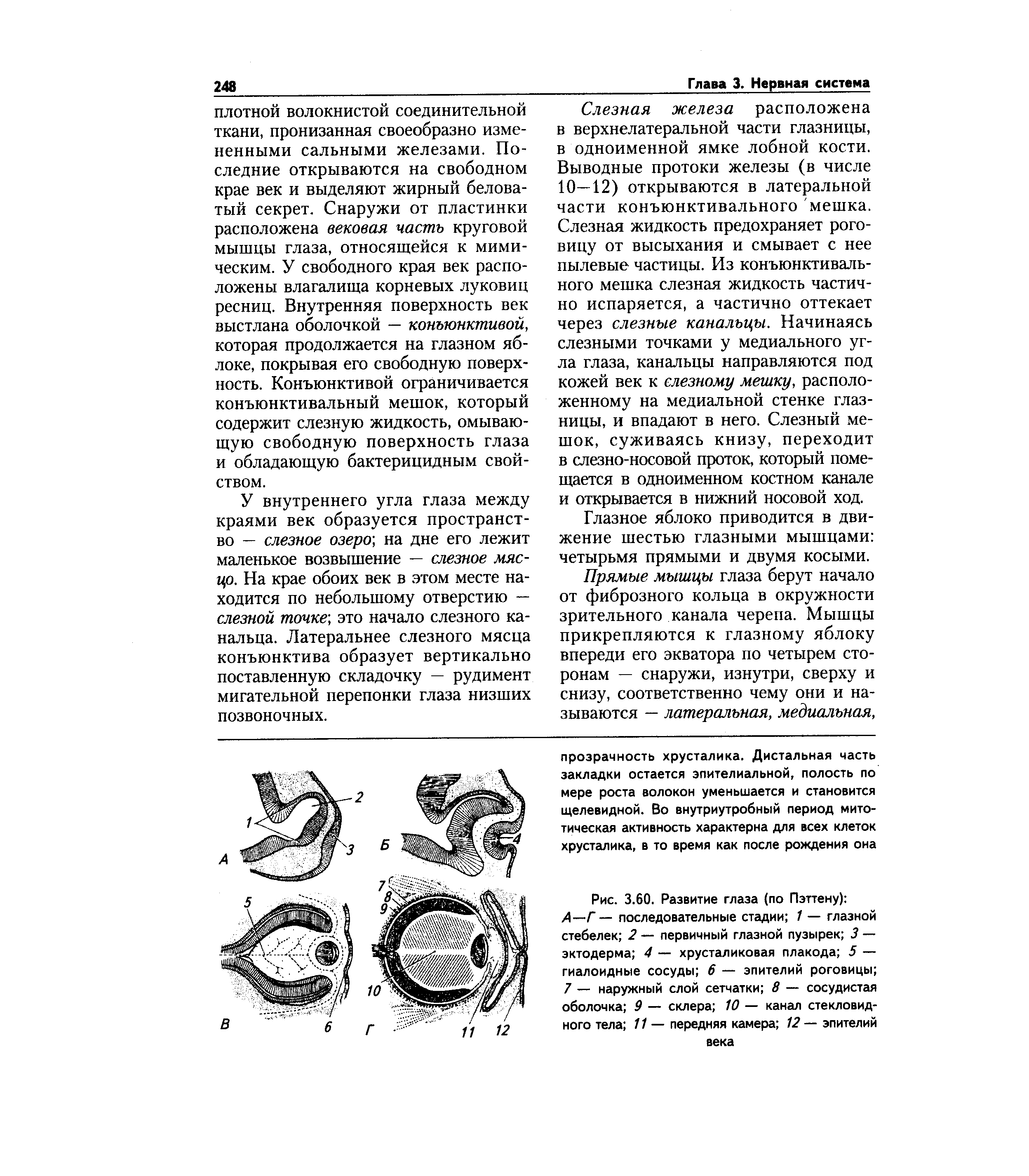 Рис. 3.60. Развитие глаза (по Пэттену) А—Г — последовательные стадии 1 — глазной стебелек 2 — первичный глазной пузырек 3 — эктодерма 4 — хрусталиковая плакода 5 — гиалоидные сосуды 6 — эпителий роговицы 7 — наружный слой сетчатки 8 — сосудистая оболочка 9 — склера 10 — канал стекловидного тела 11 — передняя камера 12 — эпителий...